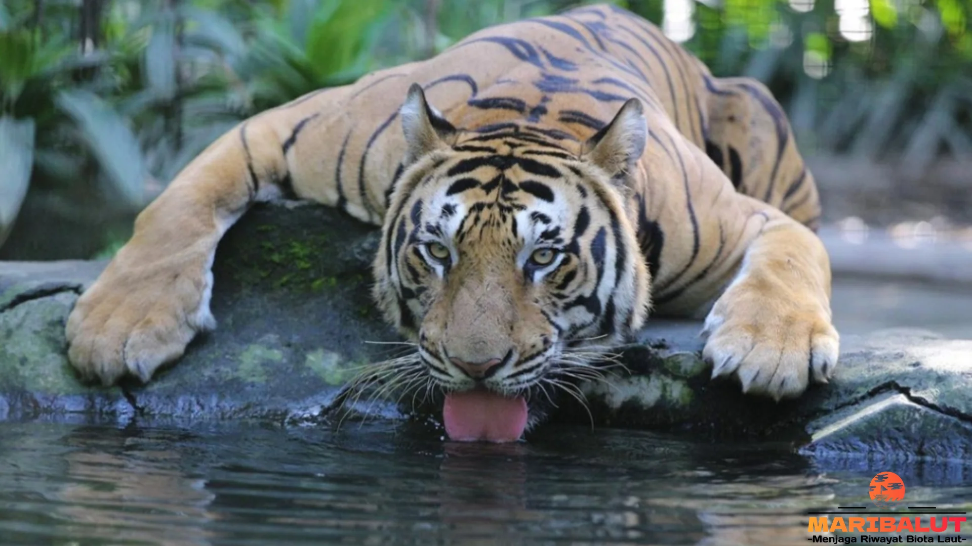 Harimau Kaspia dan 5 Habitat Kece Yang Jadi Rumahnya Di Alam Liar
