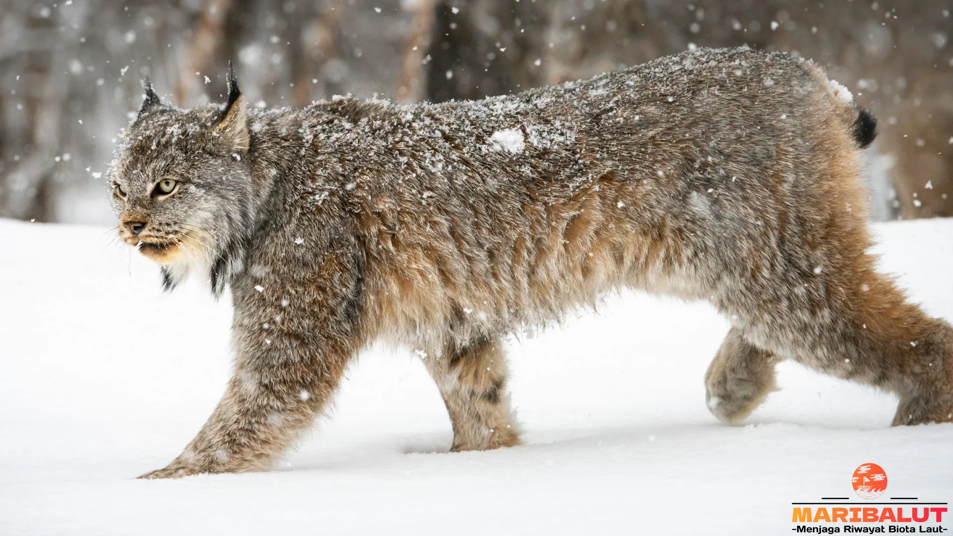 Siap-Siap Terpukau Sama 5 Keunggulan Lynx Kanada Ini