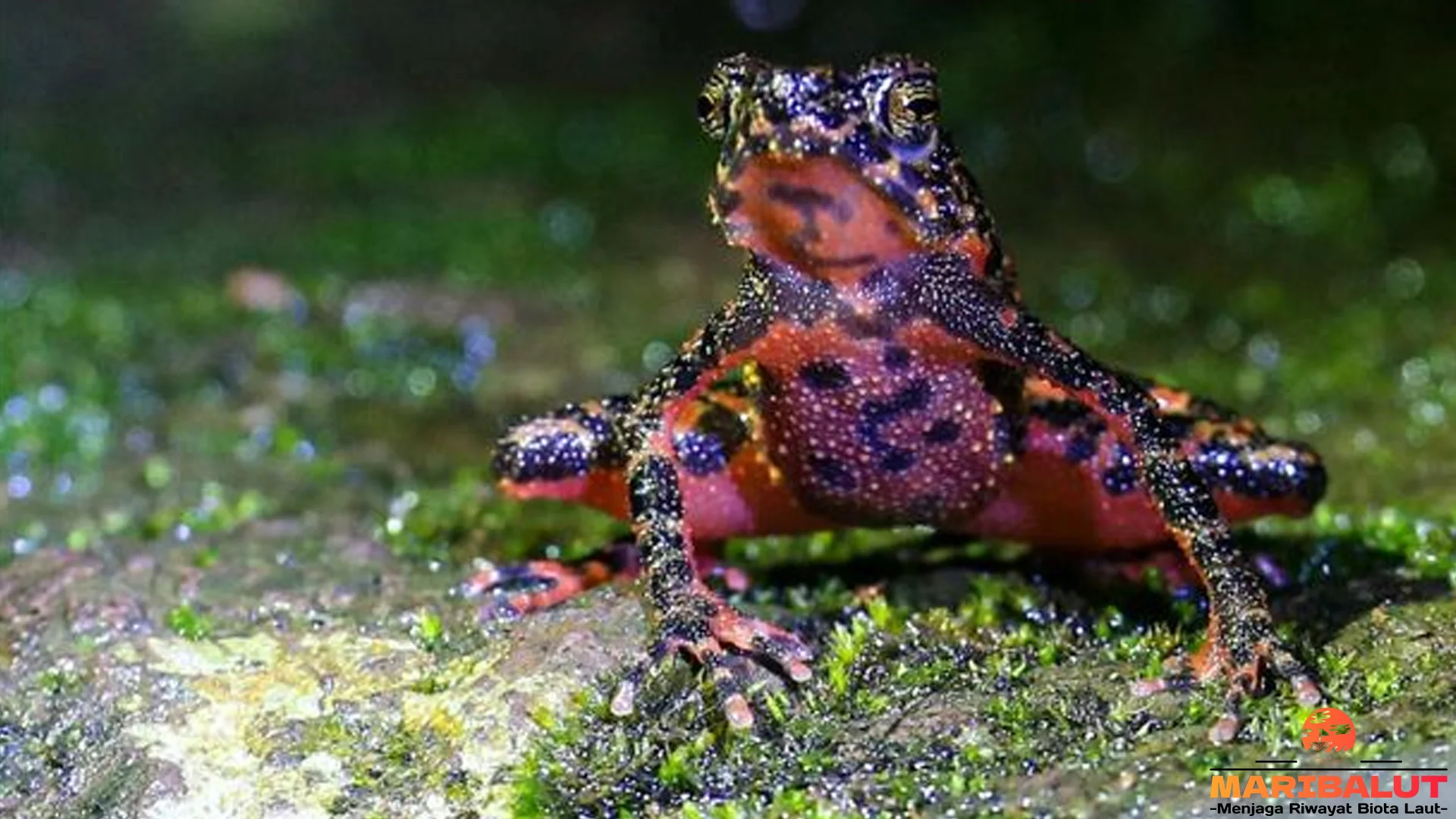 5 Fakta Katak Darah yang Gak Ngehits Tapi Asli Kekinian Banget