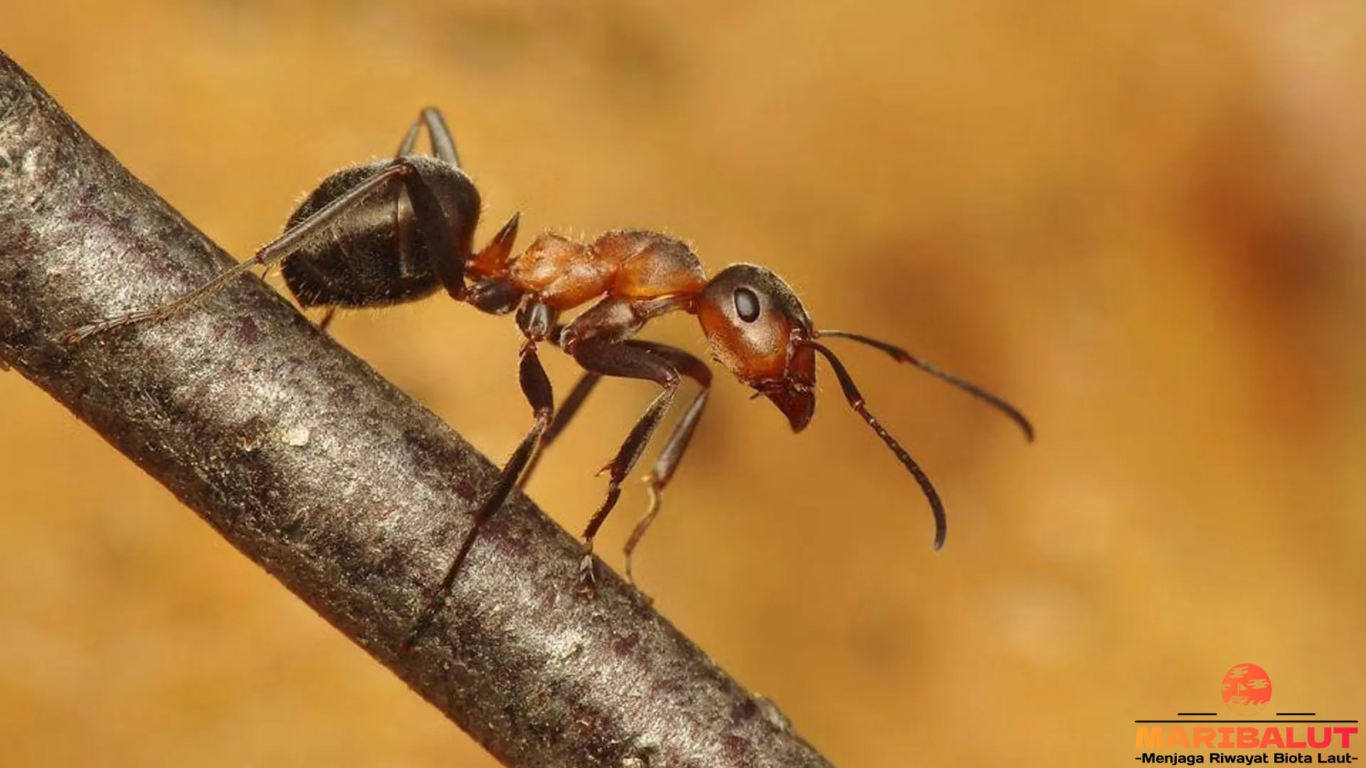 Menyelami Dunia Semut Formica: 5 Hal yang Wajib Kamu Tahu