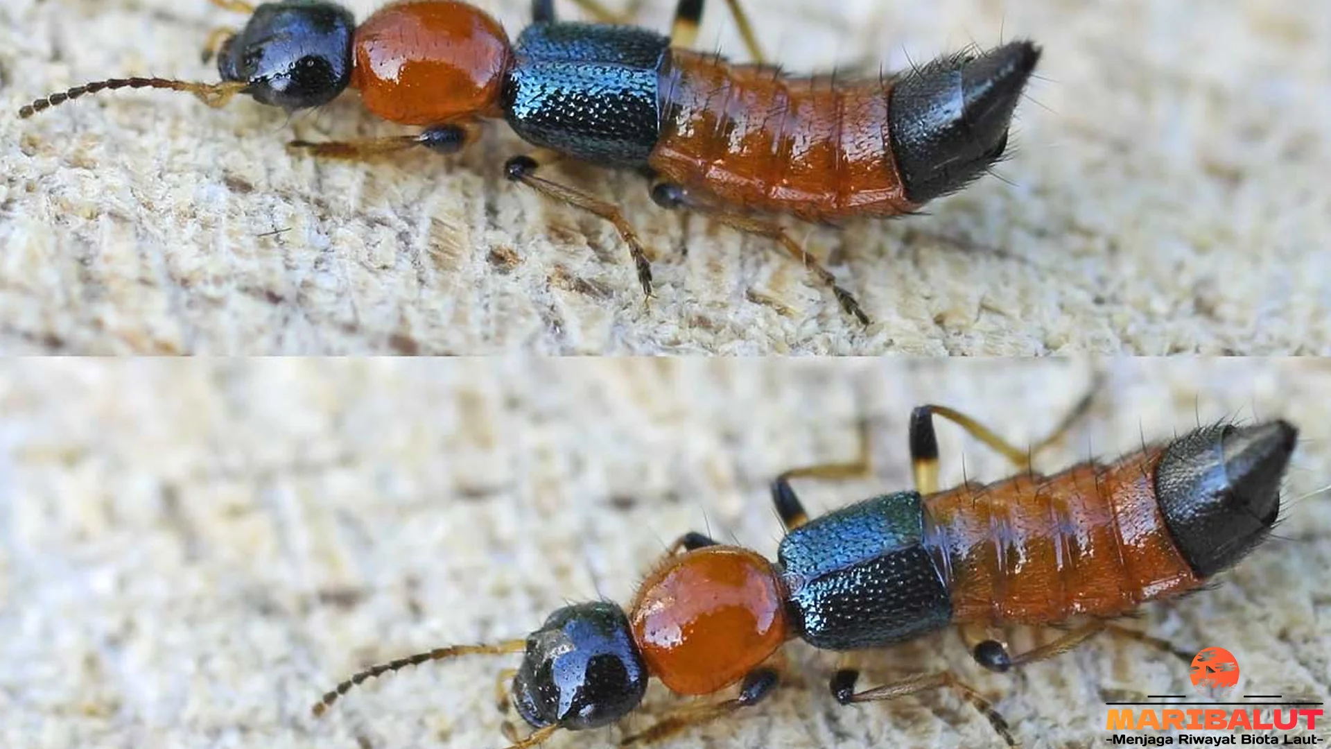 Semut Semai: 5 Strategi Cerdas Mereka dalam Bertahan Hidup