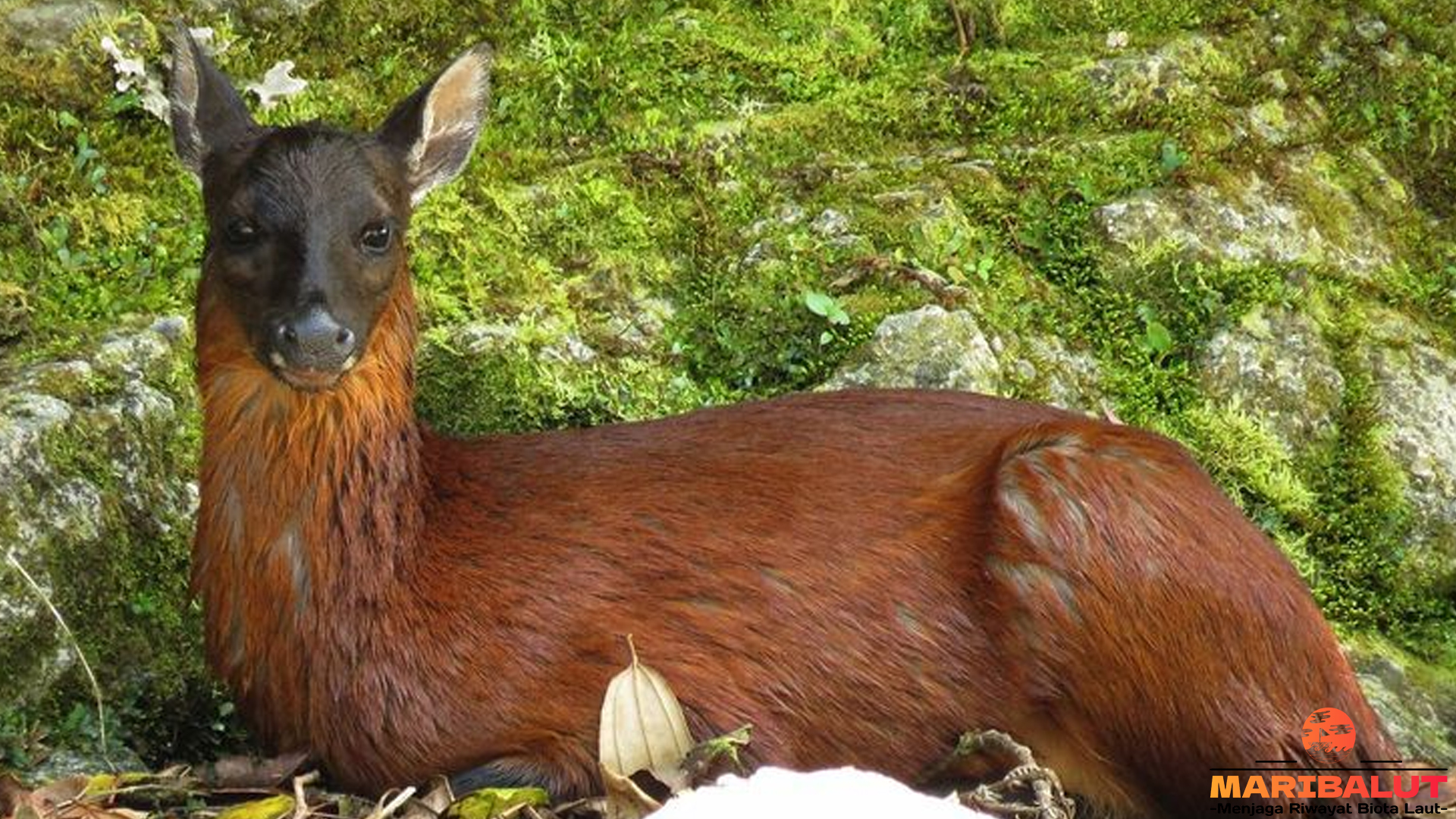 Kenali 4 Momen Langka Mazama Rufina yang Beringas Tapi Imut