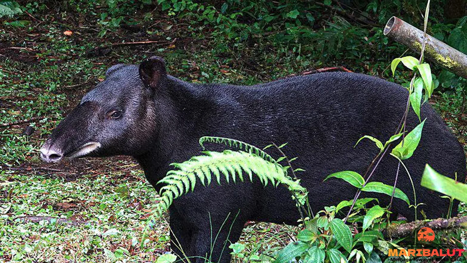 Dunia Tapir Gunung: 5 Aspek Menarik yang Harus Kamu Tebak