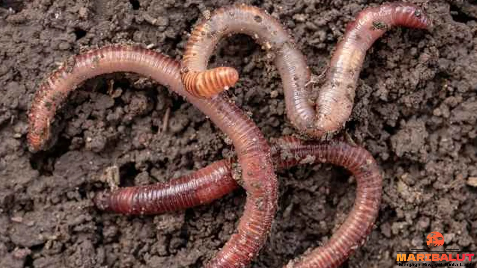 Mengenal Cacing Tanah Lewat 5 Ciri Biologis Dalam Bedakan Dari Cacing Lain 2 Mengenal Cacing Tanah Lewat 5 Ciri Biologis Dalam Bedakan Dari Cacing Lain