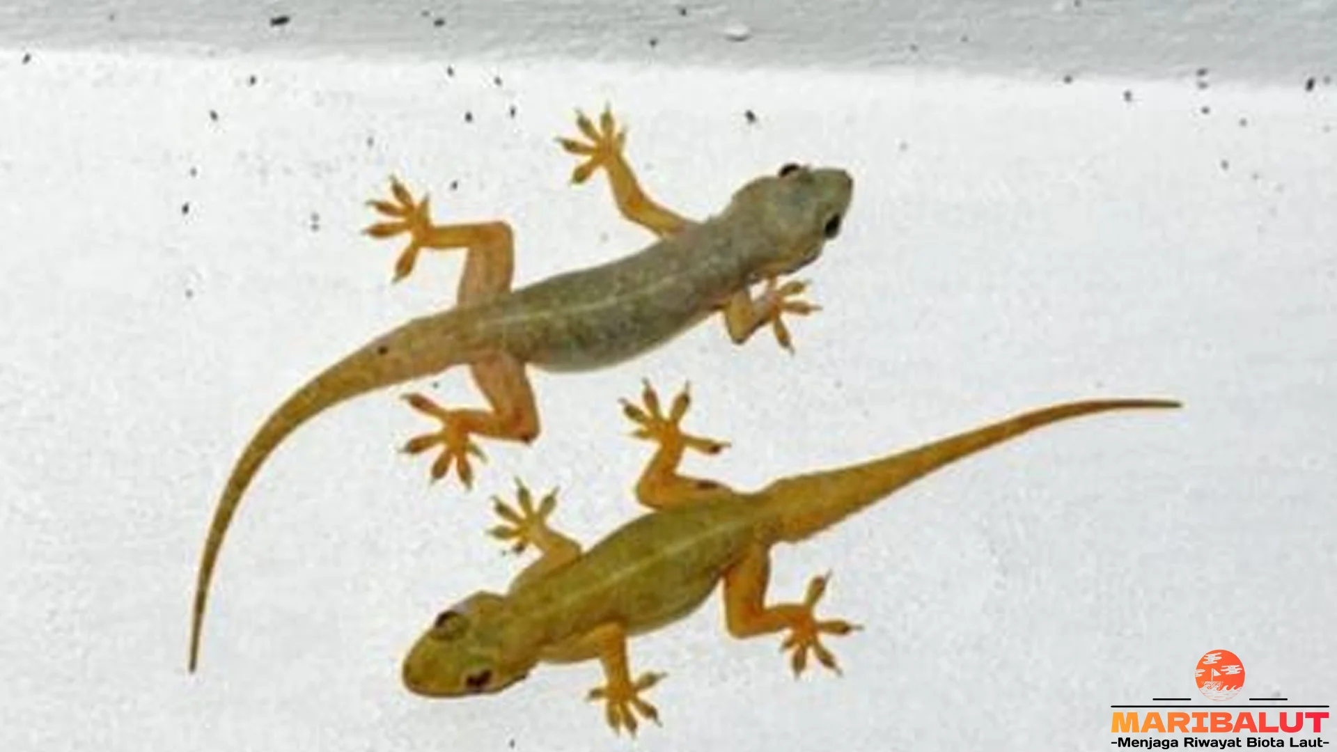 Hewan Cicak Tembok Tidak Biasa 5 Hal yang Bikin Penasaran Banget