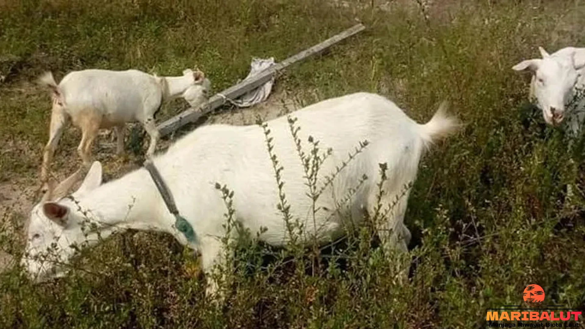 Populasi 500 Ekor Kambing Samosir: 5 Ancaman Punah Habitat Danau Toba
