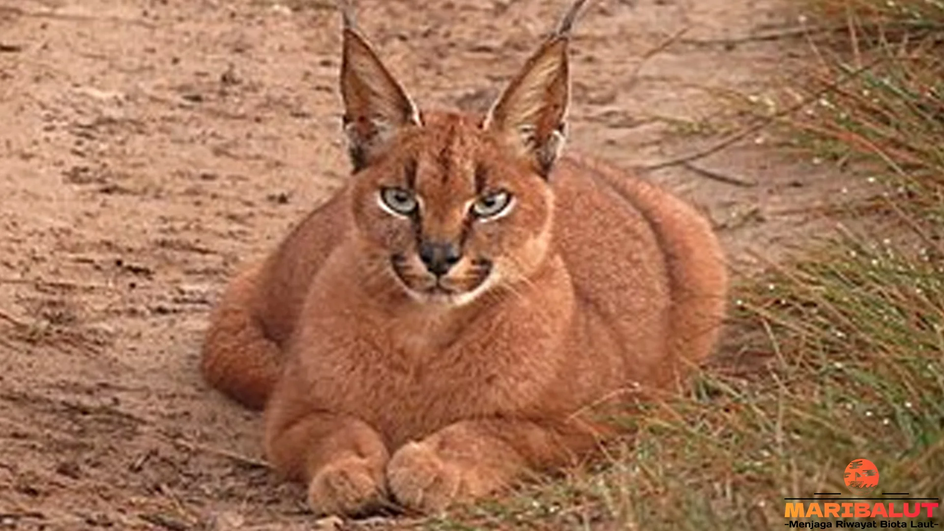 5 Ciri Khas Super Karakal yang Perlu Diketahui Sebelum Menjelajah Alam