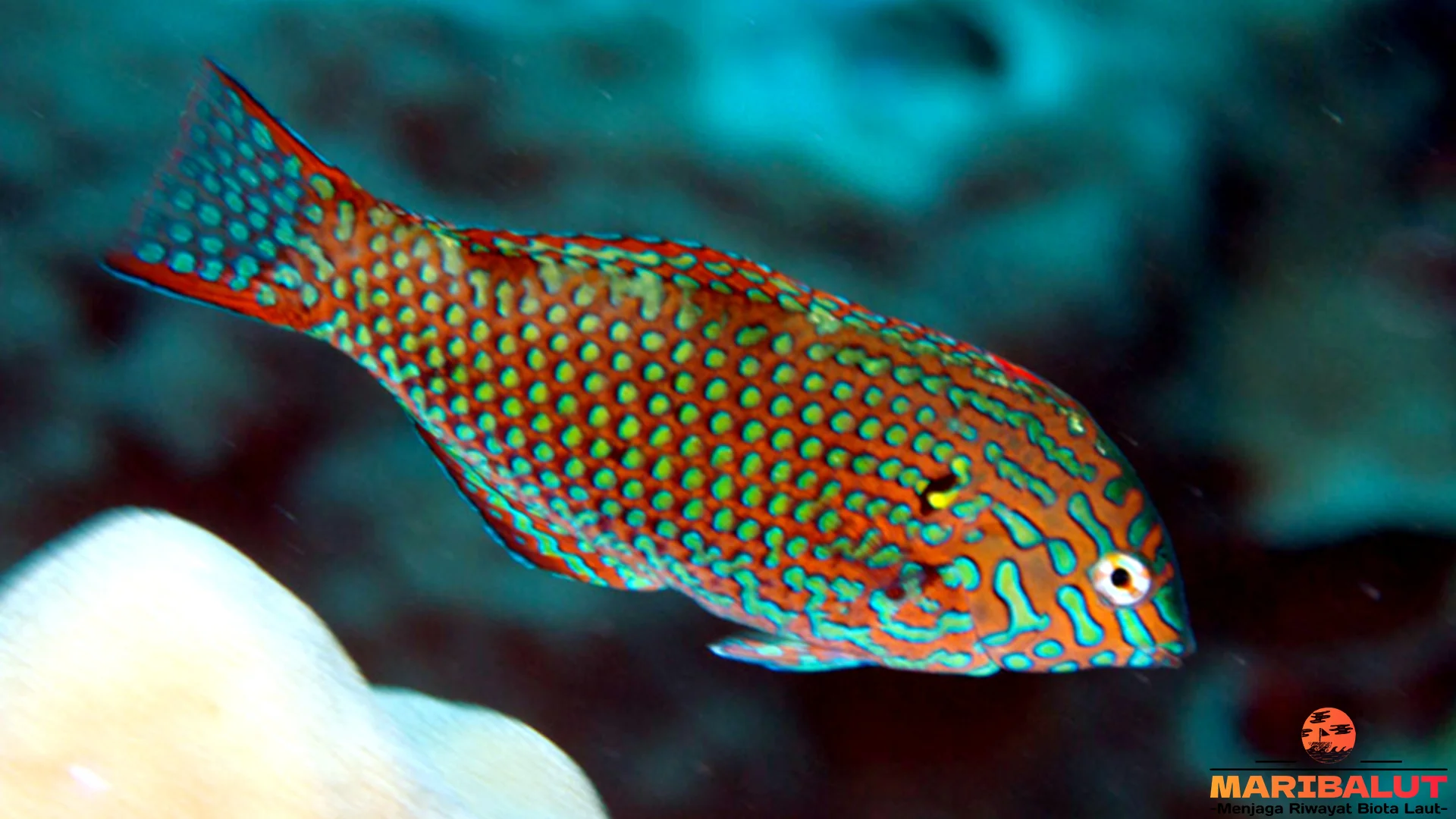 Eksplorasi 4 Jenis Langka Predator Ikan Keling Batik di Terumbu Karang