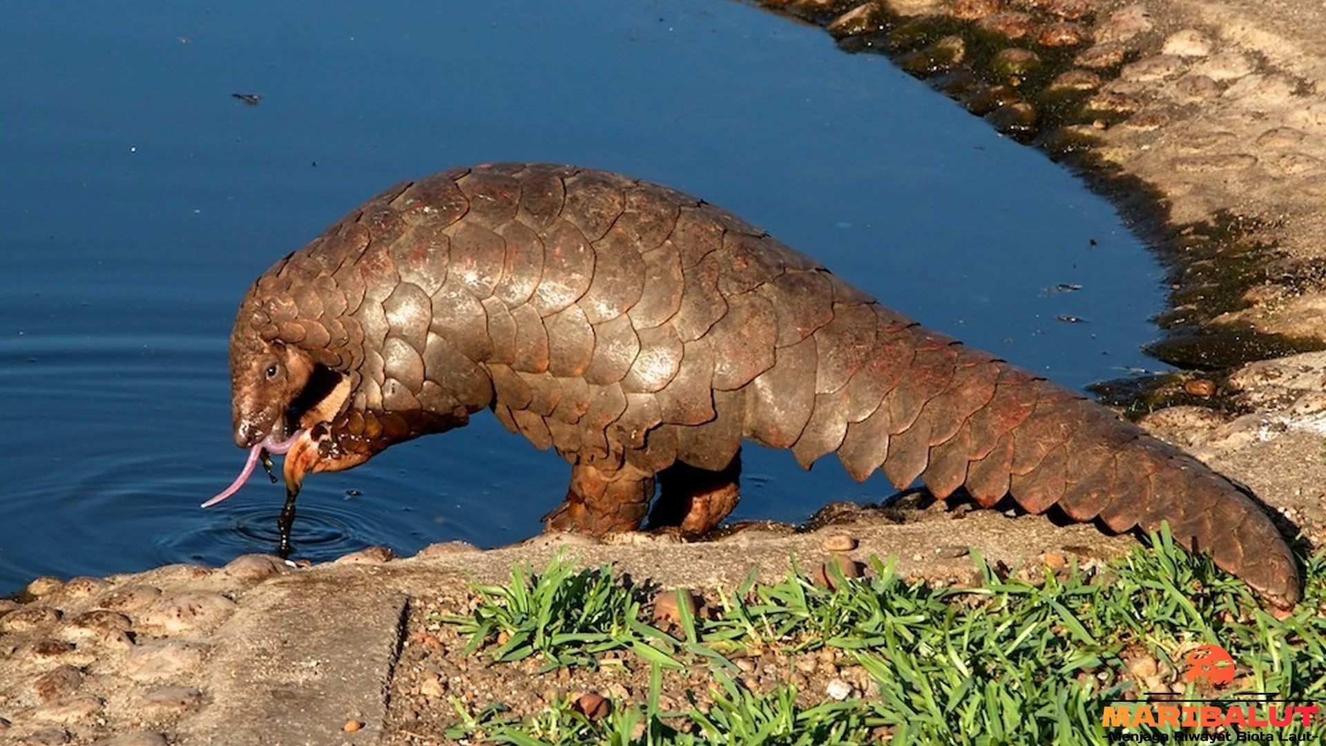 Smutsia dan 4 Cerita Keren dari Hutan yang Bikin Terpesona