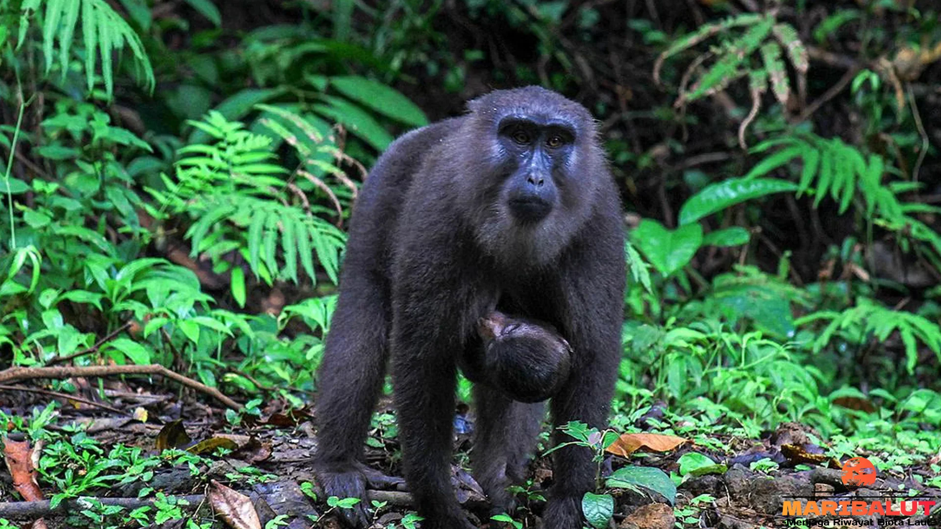 Gokil! 5 Cara Monyet Darre Bertahan di Darat Pakai Taring Tajam