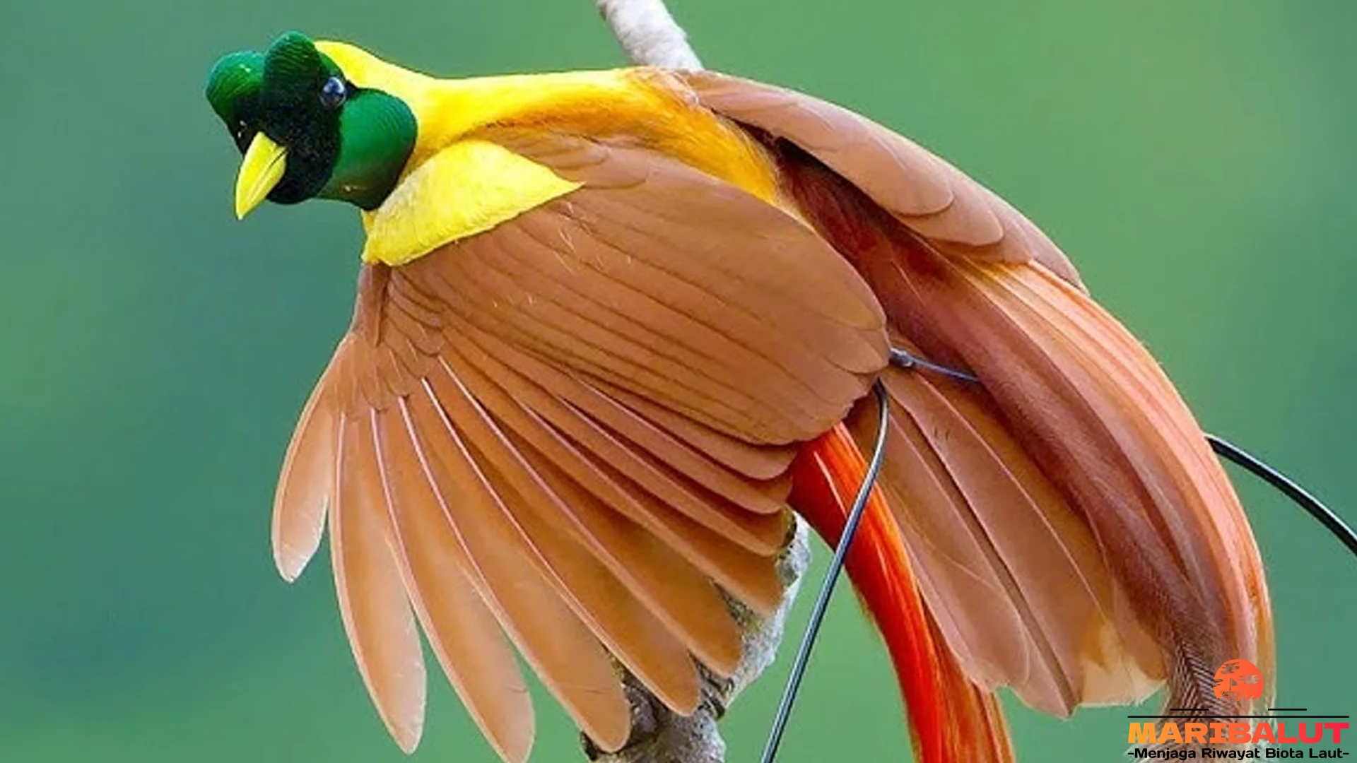 Bulu Cenderawasih Merah Bikin 5 Efek Glow yang Auto Viral