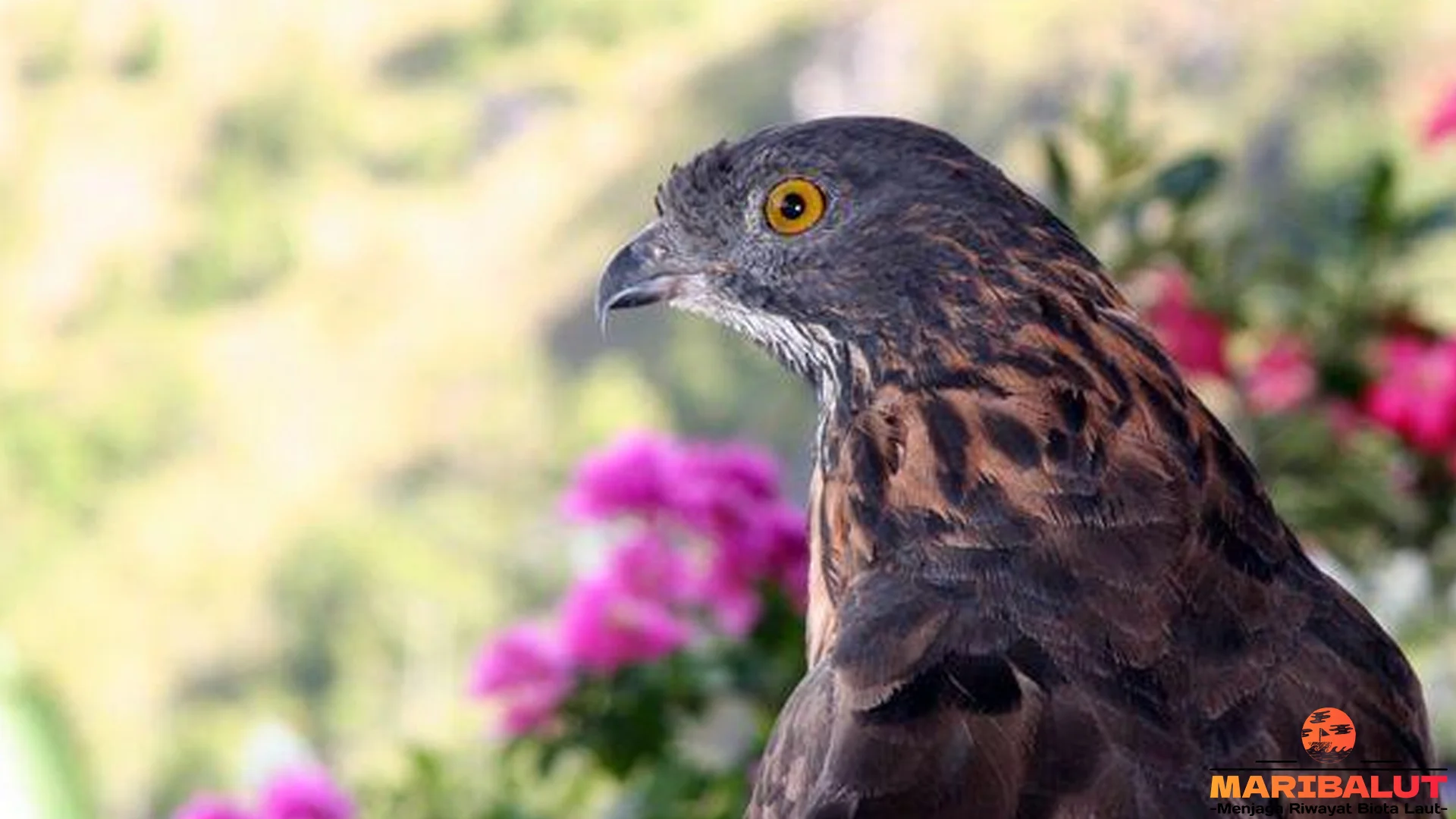 Evolusi 4 Warna Bulu Elang Sulawesi yang Bikin Netizen Heboh