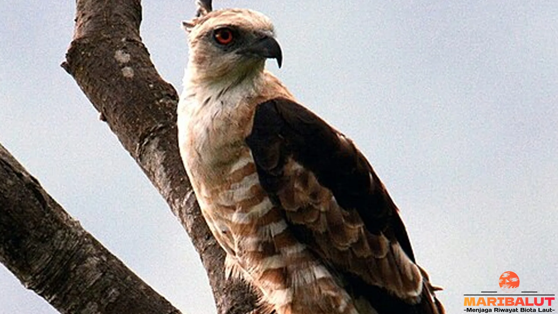 Owaki Jerdon Punya 5 Variasi Subspesies yang Unik Banget