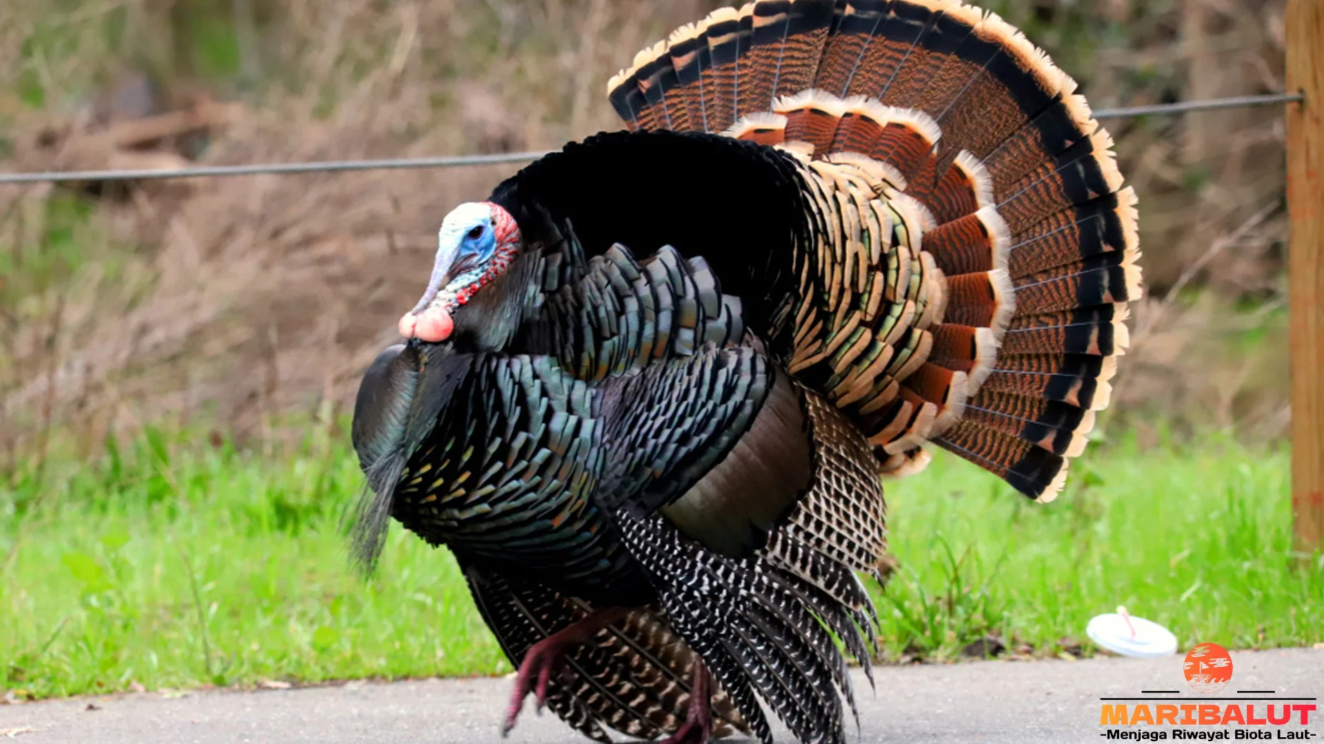 Pavo Raja Burung, 4 Ciri Khas yang Bikin Kamu Terpesona