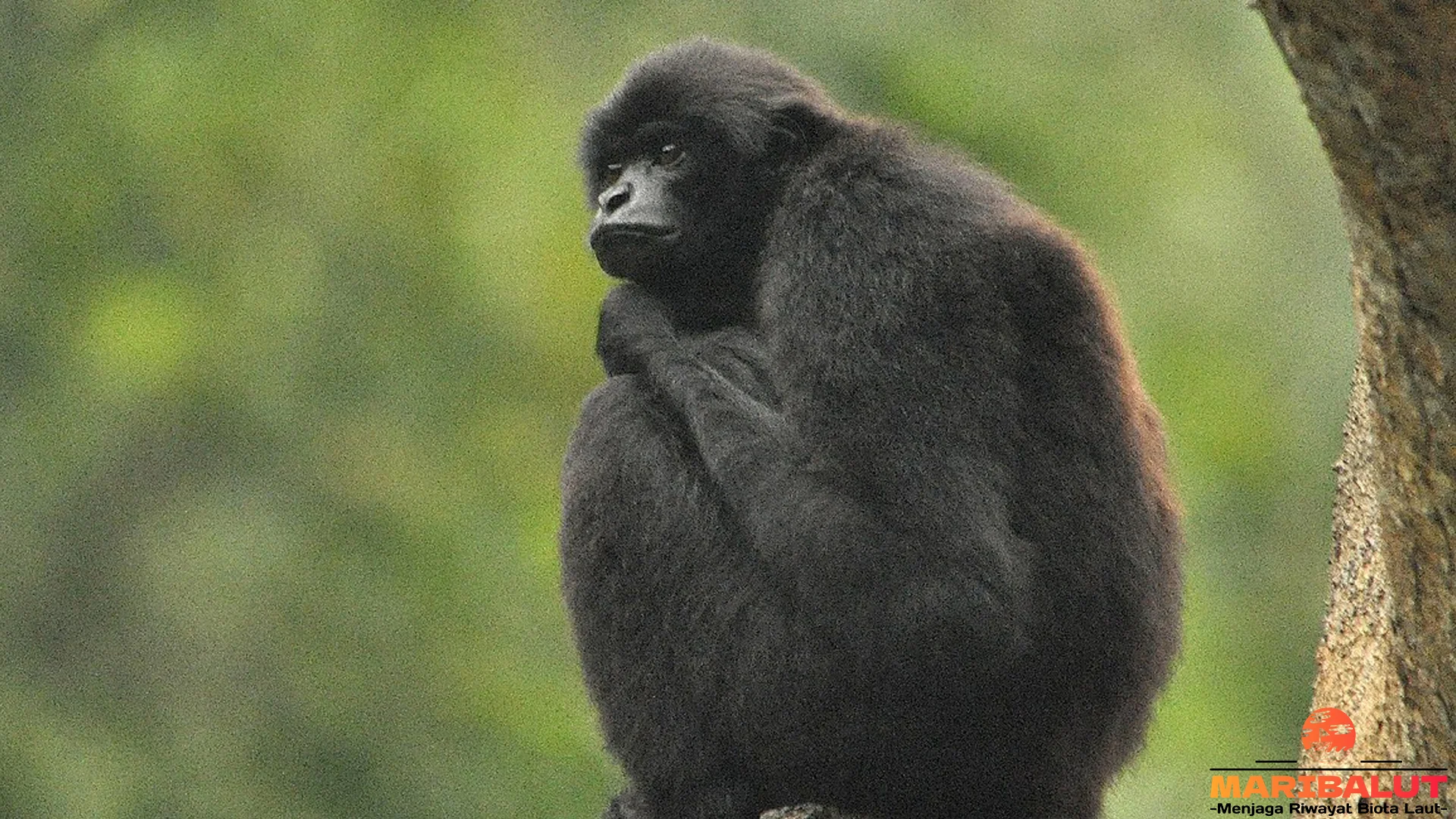 Adaptasi Owa Bilau Terlihat Dalam 4 Cara Bertahan di Hutan Tropis 2 Adaptasi Owa Bilau Terlihat Dalam 4 Cara Bertahan di Hutan Tropis