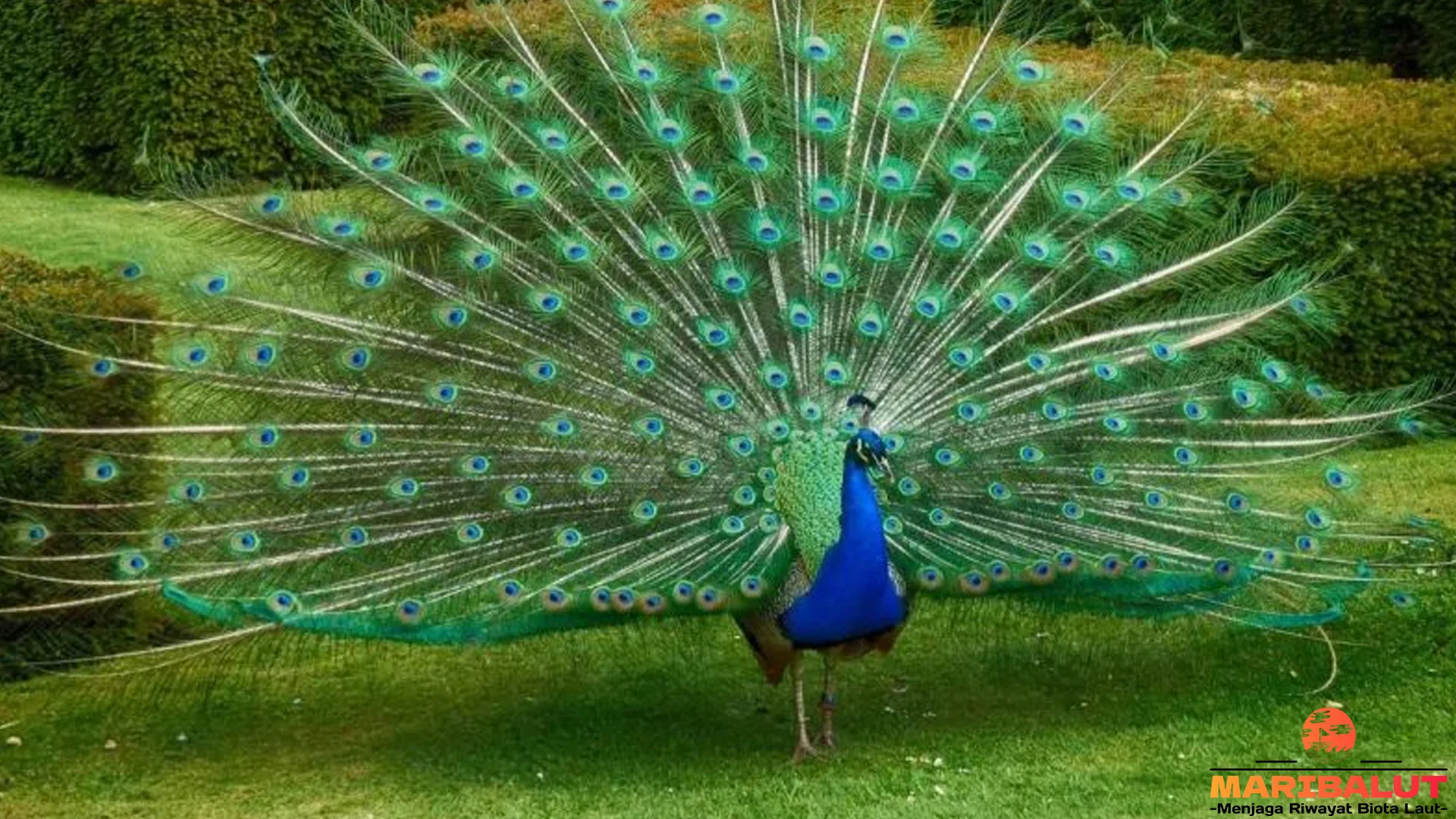Menelusuri Merak Hijau dengan 5 Fakta Edukatif untuk Pecinta Satwa