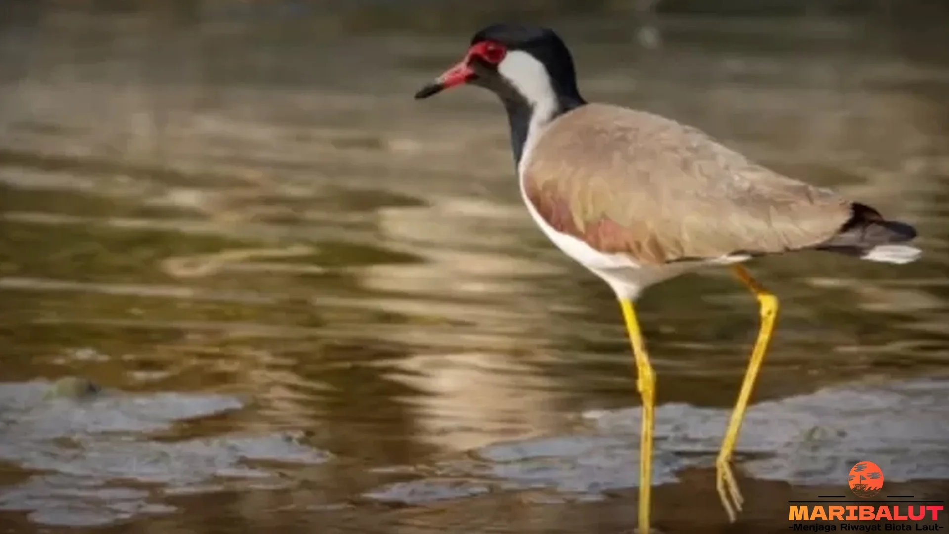 Trulek Jawa Endemik 5 Gunung Jawa Hadapi Deforestasi Parah