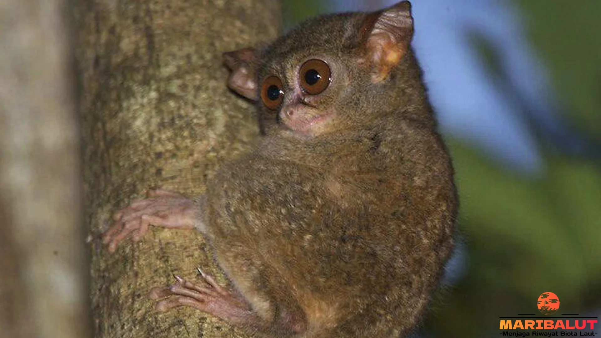 Hewan Tarsius Dian, 5 Fakta Menarik Yang Bikin Peneliti Kagum