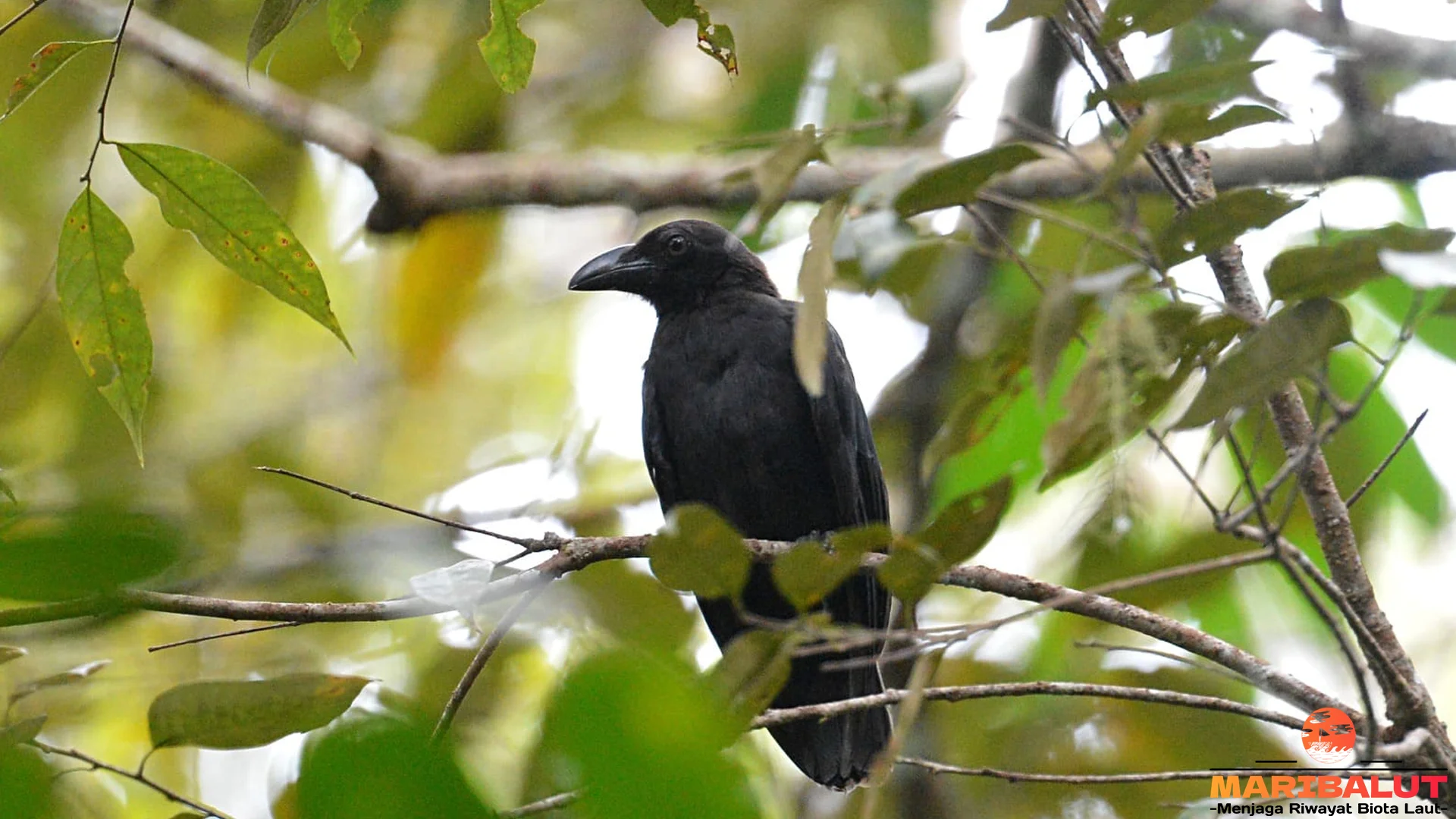 Gagak Halmahera, 4 Perilaku Unik Yang Menarik Untuk Diamati