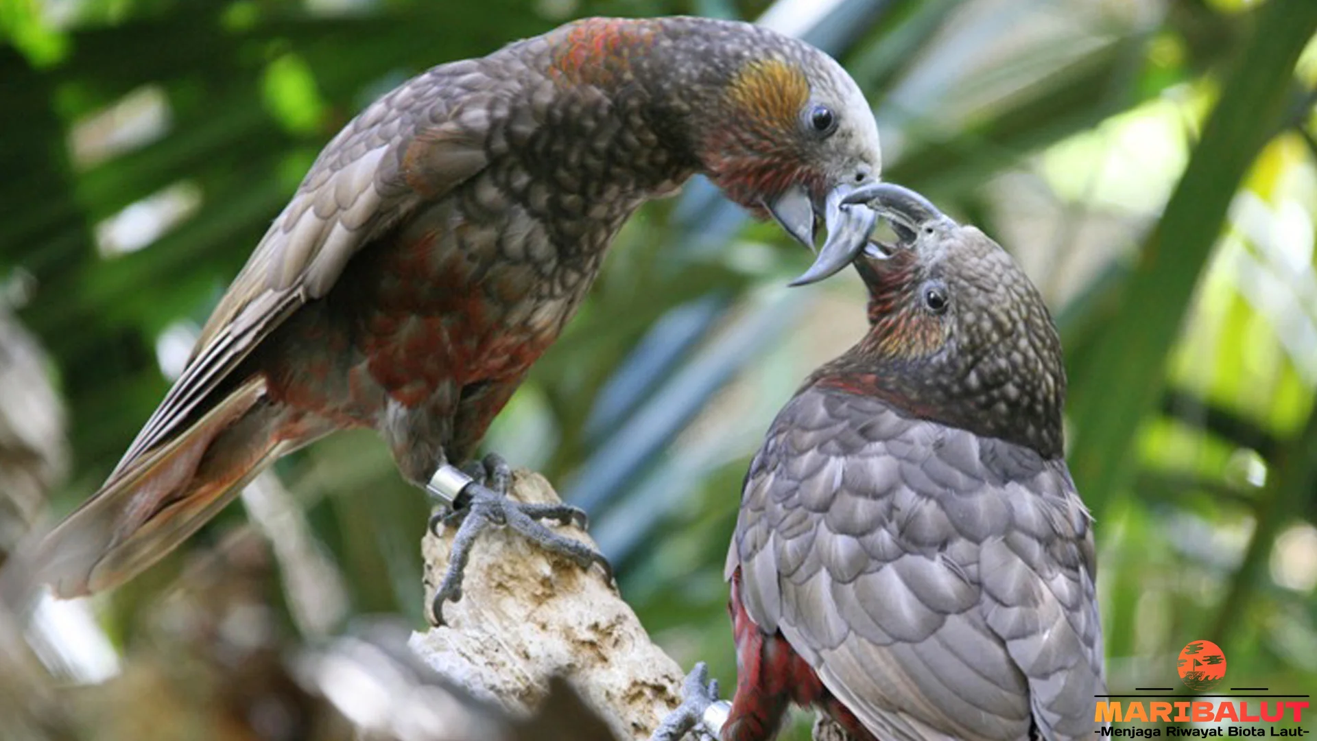 Beo Selandia Baru Sajikan 4 Keunikan Tingkah Laku yang Mempesona