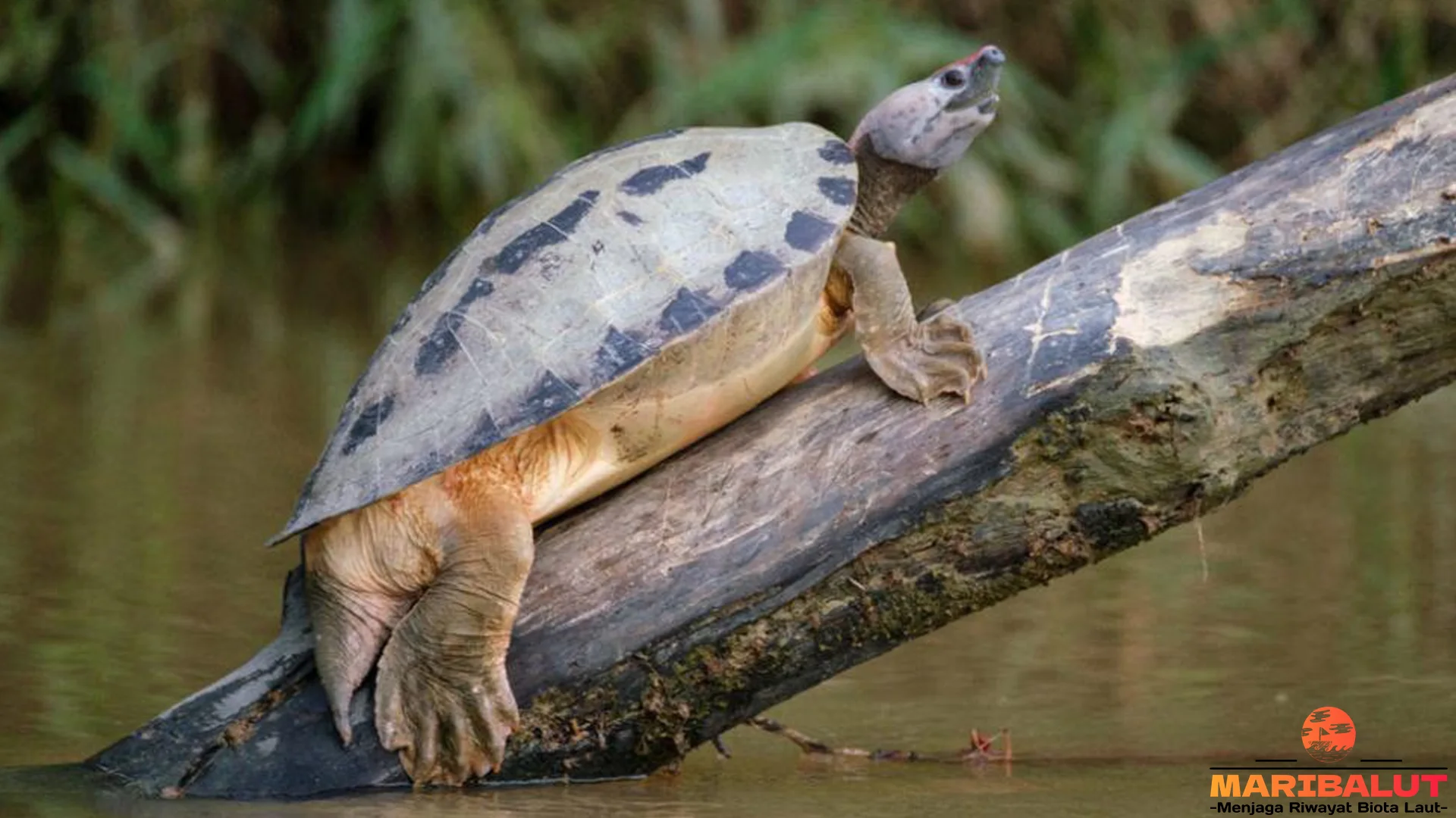 Hewan Tuntong Laut Sajikan 4 Tingkah Laku Menarik yang Bikin Kagum
