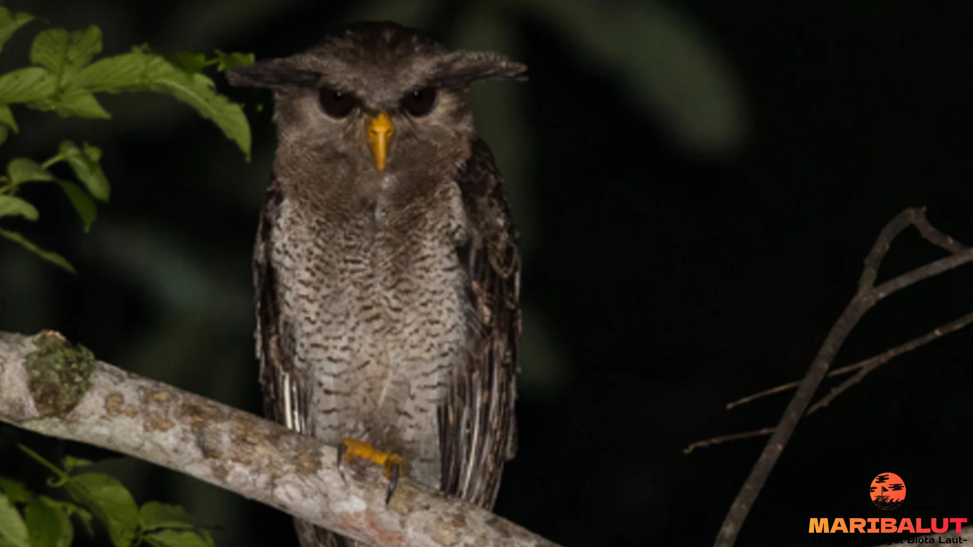 Burung Beluk Jampuk 5 Konservasi Upaya Lindungi Spesies Langka 2 Burung Beluk Jampuk 5 Konservasi Upaya Lindungi Spesies Langka