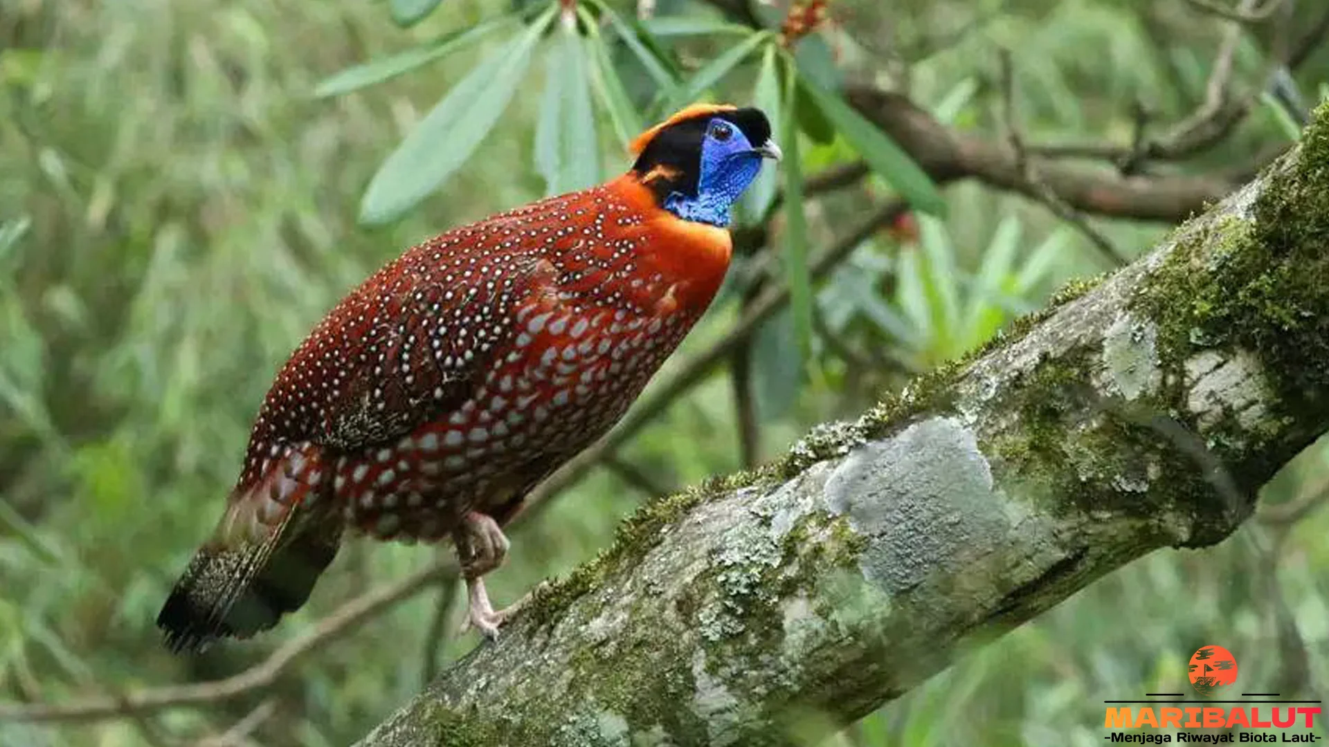 5 Bulu Cerah Tragopan yang Bikin Lo Kagum Sama Evolusi Alam