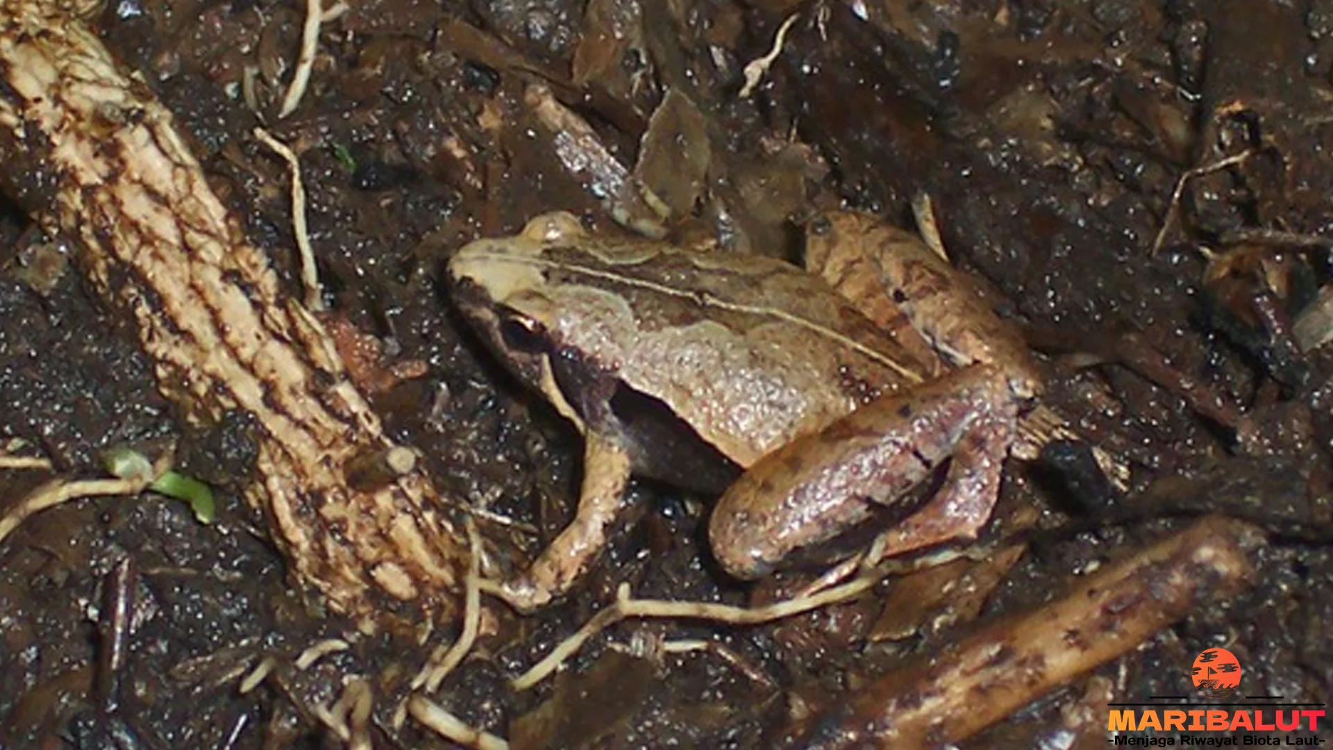 Hewan Percil Jawa Sajikan 4 Keistimewaan Tubuh dan Pola Warnanya Unik