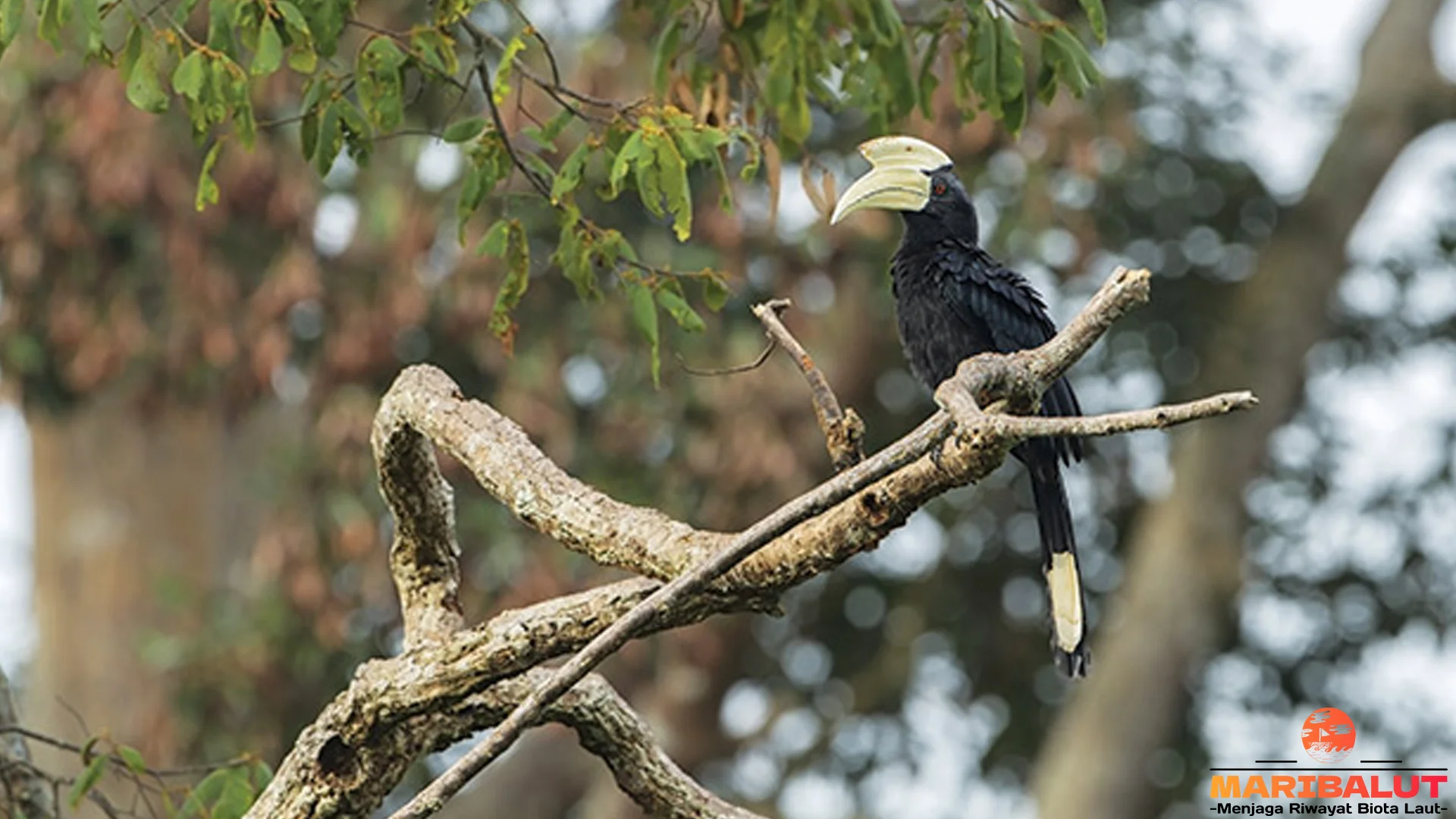 Fakta Baru Kangkareng Hitam Dilindungi, Panjang Sayap 1,5 Meter Dewasa