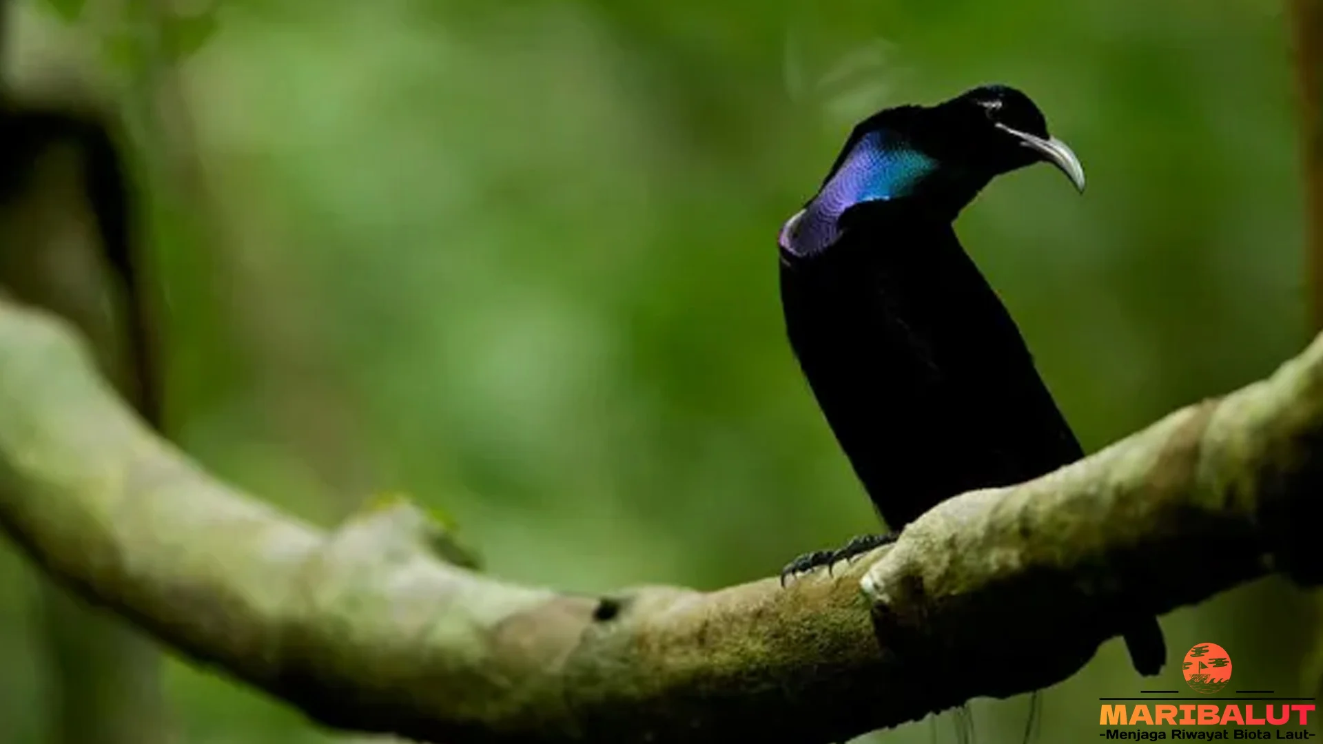 Menelusuri Toowa Cemerlang lewat 4 Karakteristik Fisik yang Menonjol