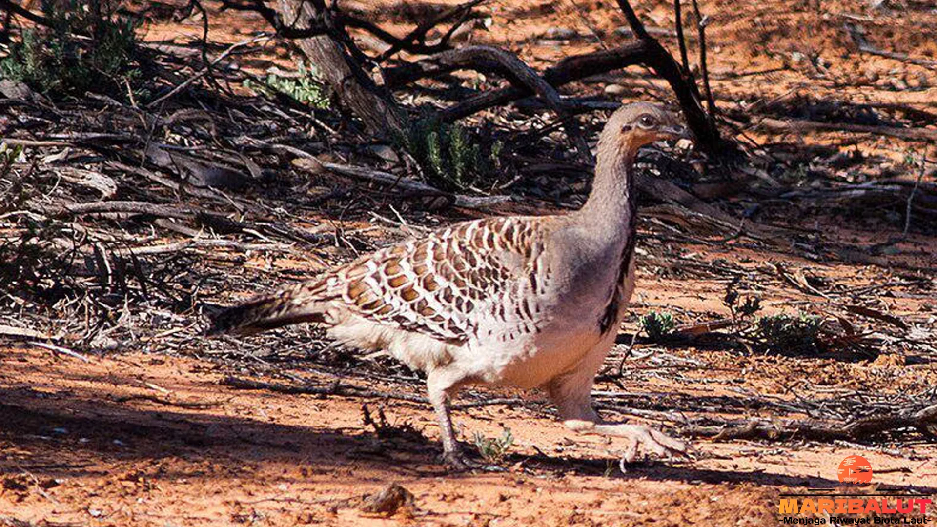 4 Adaptasi Burung Termometer Bertahan di Iklim Panas Hingga 40 Derajat