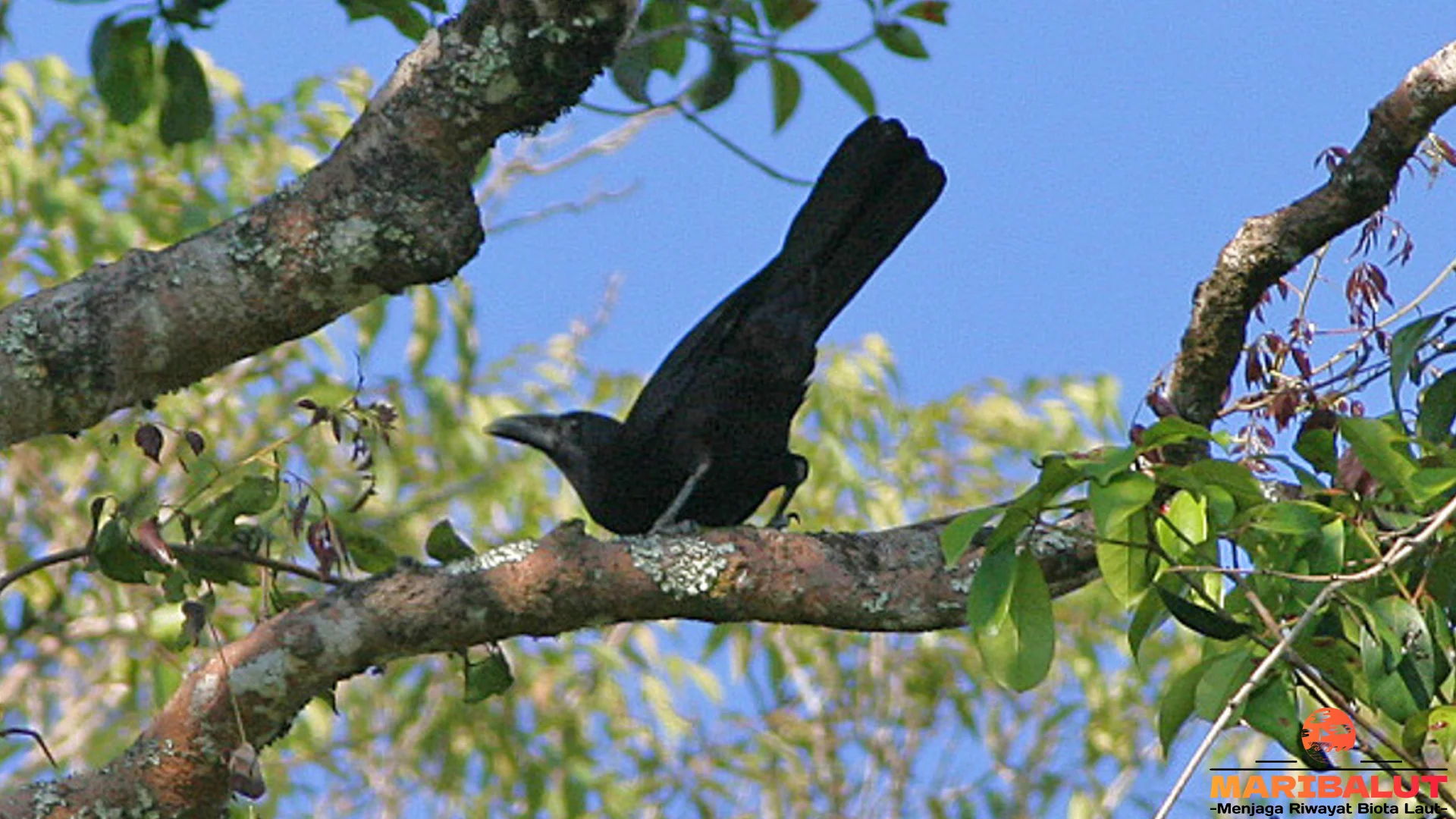 Gagak Flores Ungkap 5 Ciri Paruh Berbulu Unik Panjang 40 Cm
