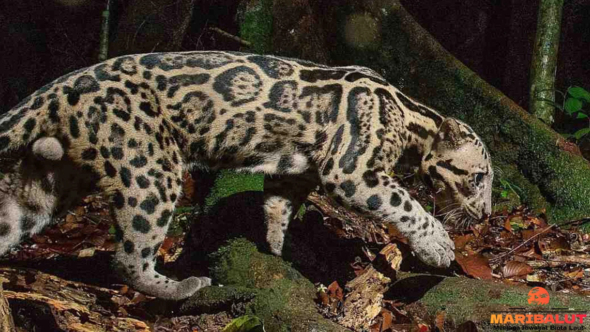 Kebiasaan Macan Dahan Sunda: 5 Momen Soliter yang Langka