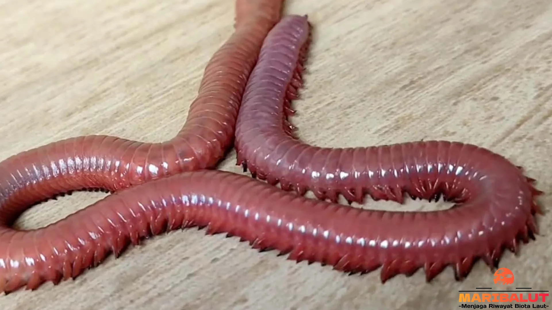 Mengenal Cacing Tanah Lewat 5 Ciri Biologis Dalam Bedakan Dari Cacing Lain