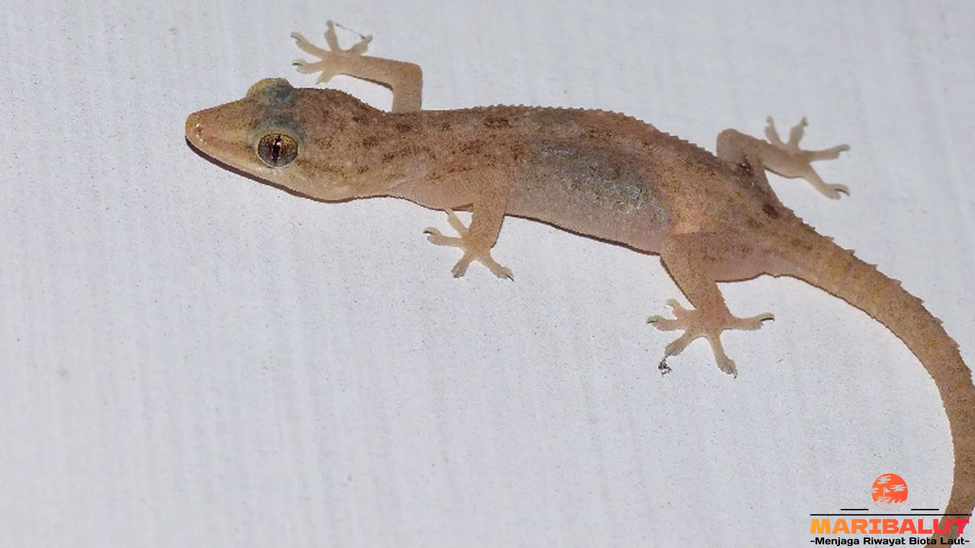 Hewan Cicak Tembok Tidak Biasa 5 Hal yang Bikin Penasaran Banget