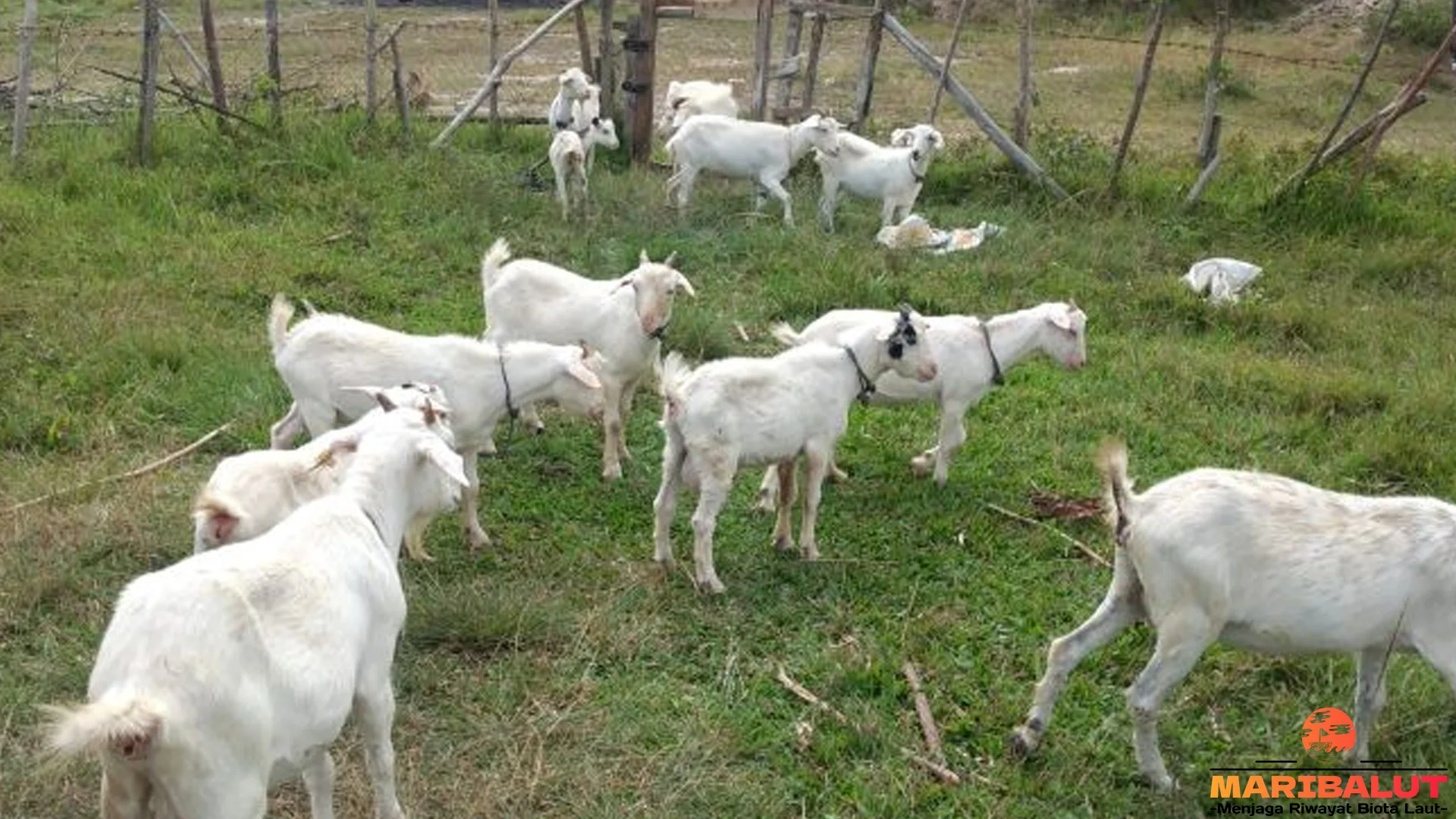 Populasi 500 Ekor Kambing Samosir: 5 Ancaman Punah Habitat Danau Toba 2 Populasi 500 Ekor Kambing Samosir: 5 Ancaman Punah Habitat Danau Toba