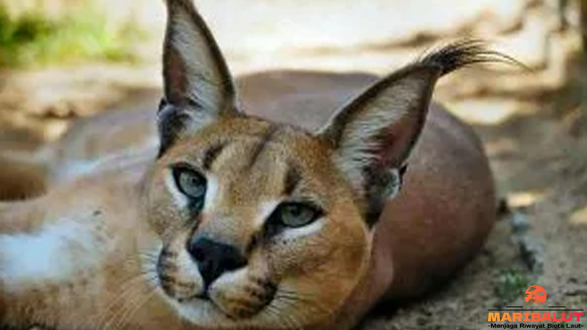 5 Ciri Khas Super Karakal yang Perlu Diketahui Sebelum Menjelajah Alam