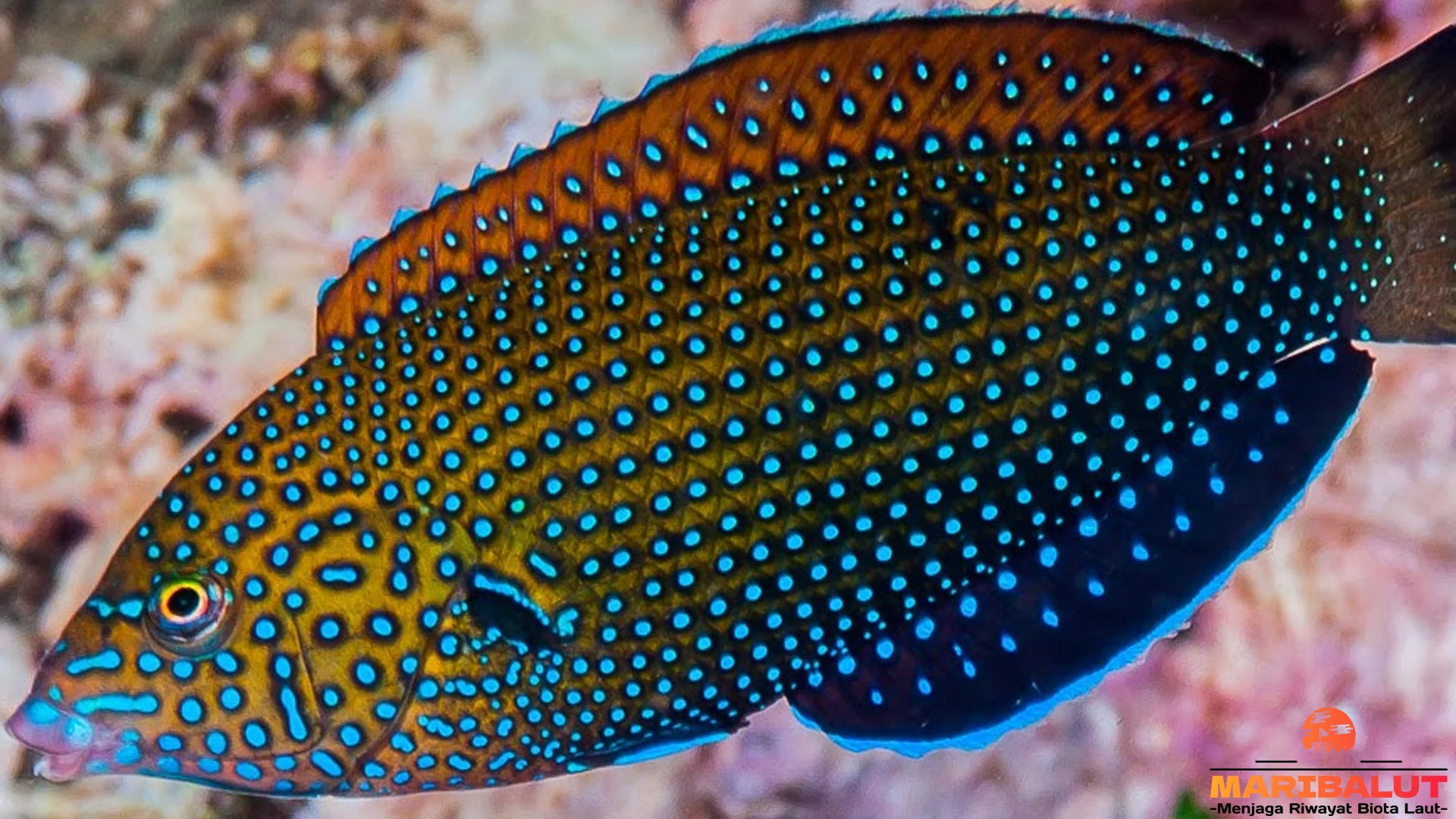 Eksplorasi 4 Jenis Langka Predator Ikan Keling Batik di Terumbu Karang 2 Eksplorasi 4 Jenis Langka Predator Ikan Keling Batik di Terumbu Karang