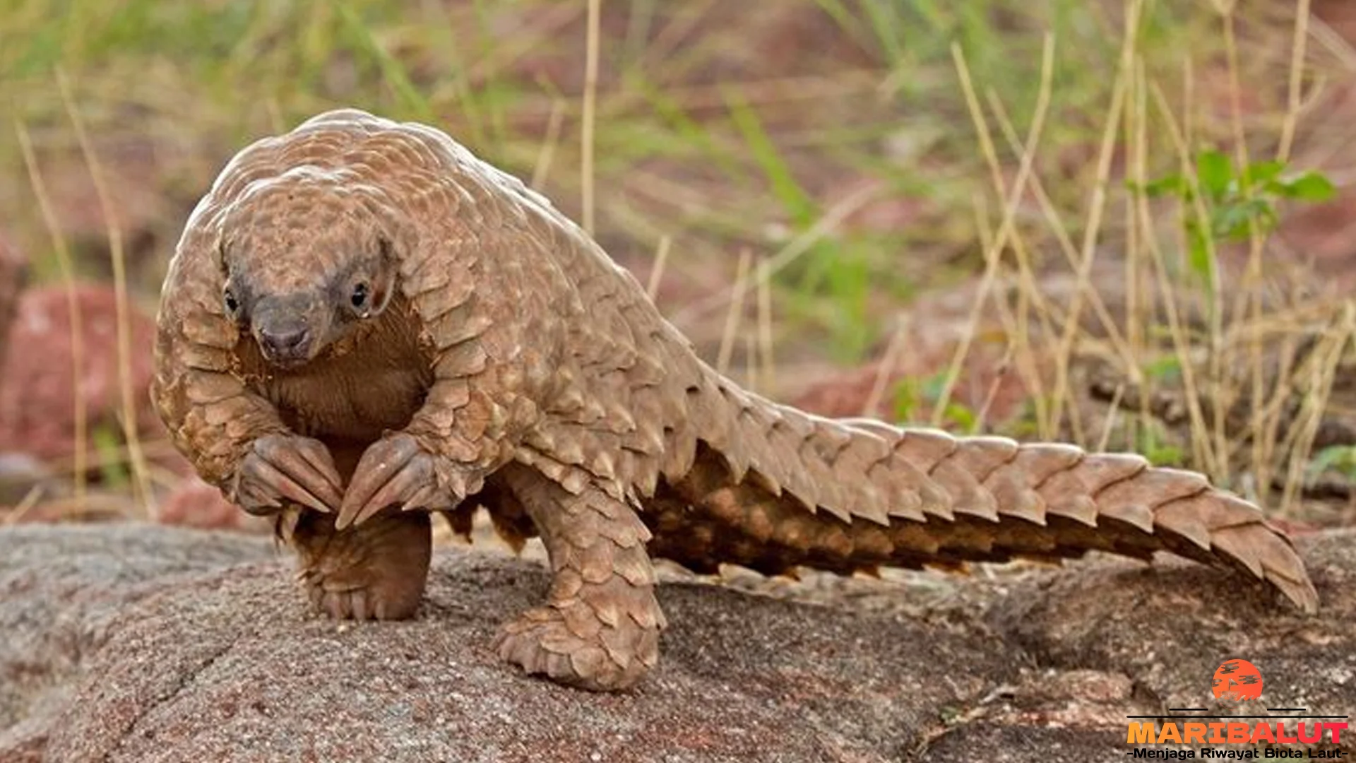 Smutsia dan 4 Cerita Keren dari Hutan yang Bikin Terpesona