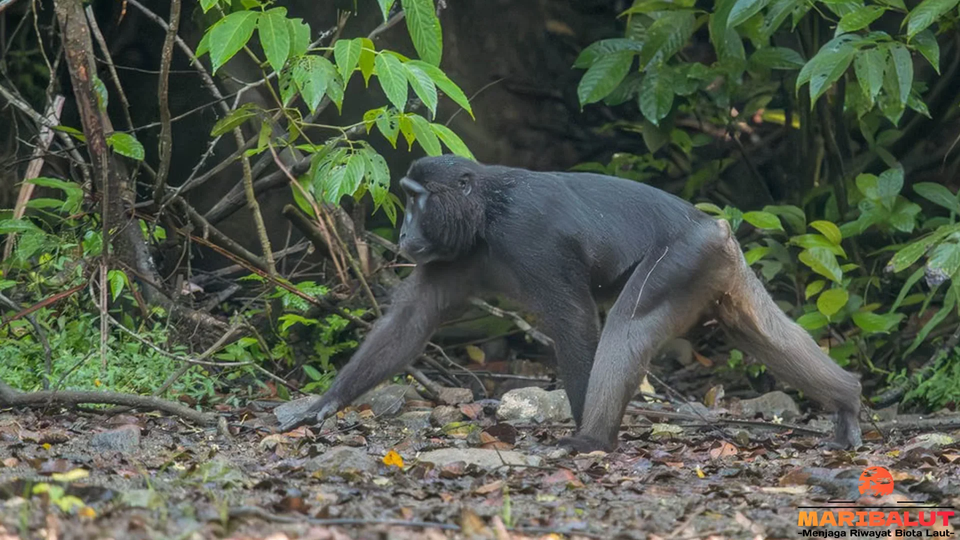 Gokil! 5 Cara Monyet Darre Bertahan di Darat Pakai Taring Tajam