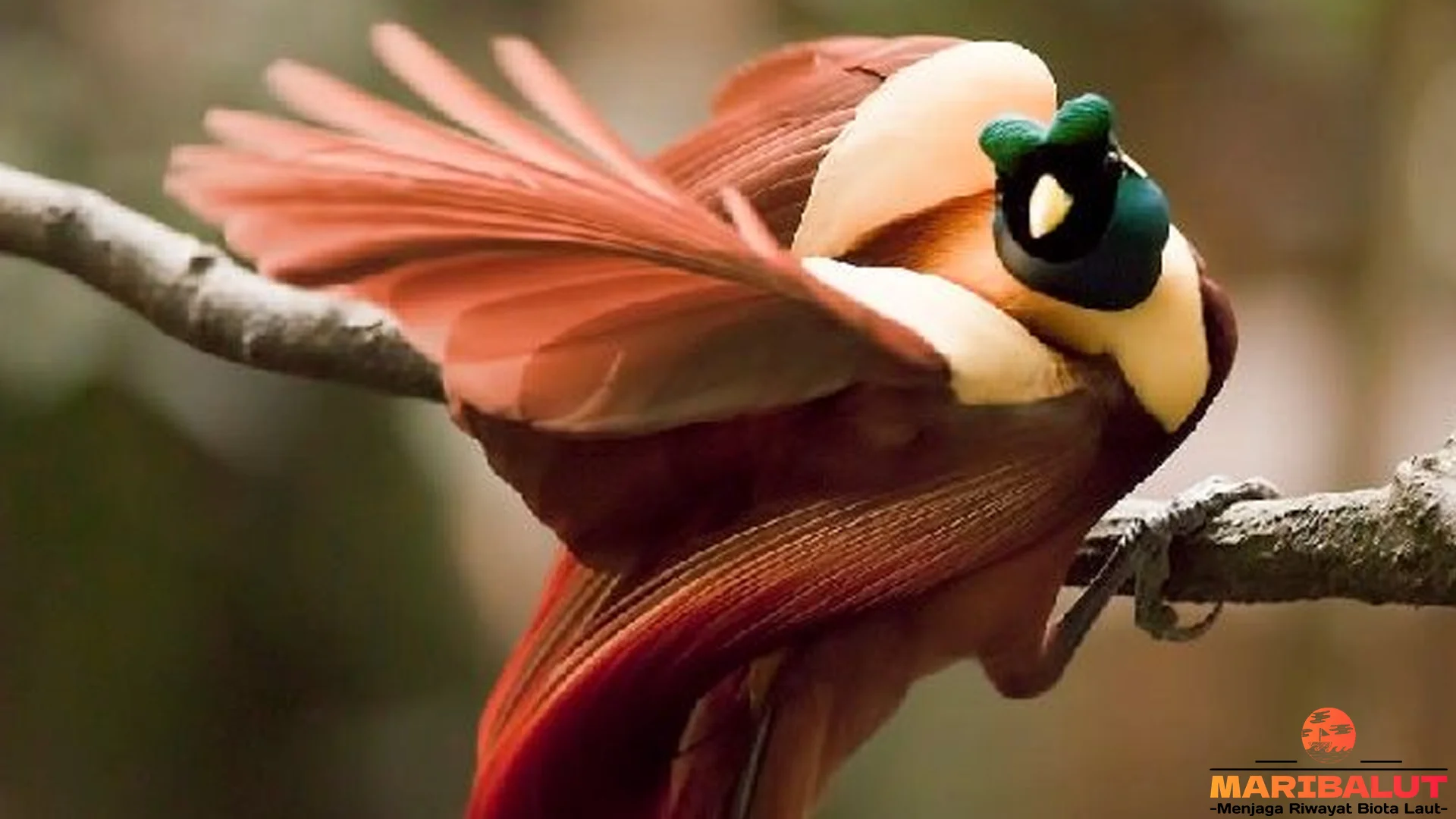 Bulu Cenderawasih Merah Bikin 5 Efek Glow yang Auto Viral
