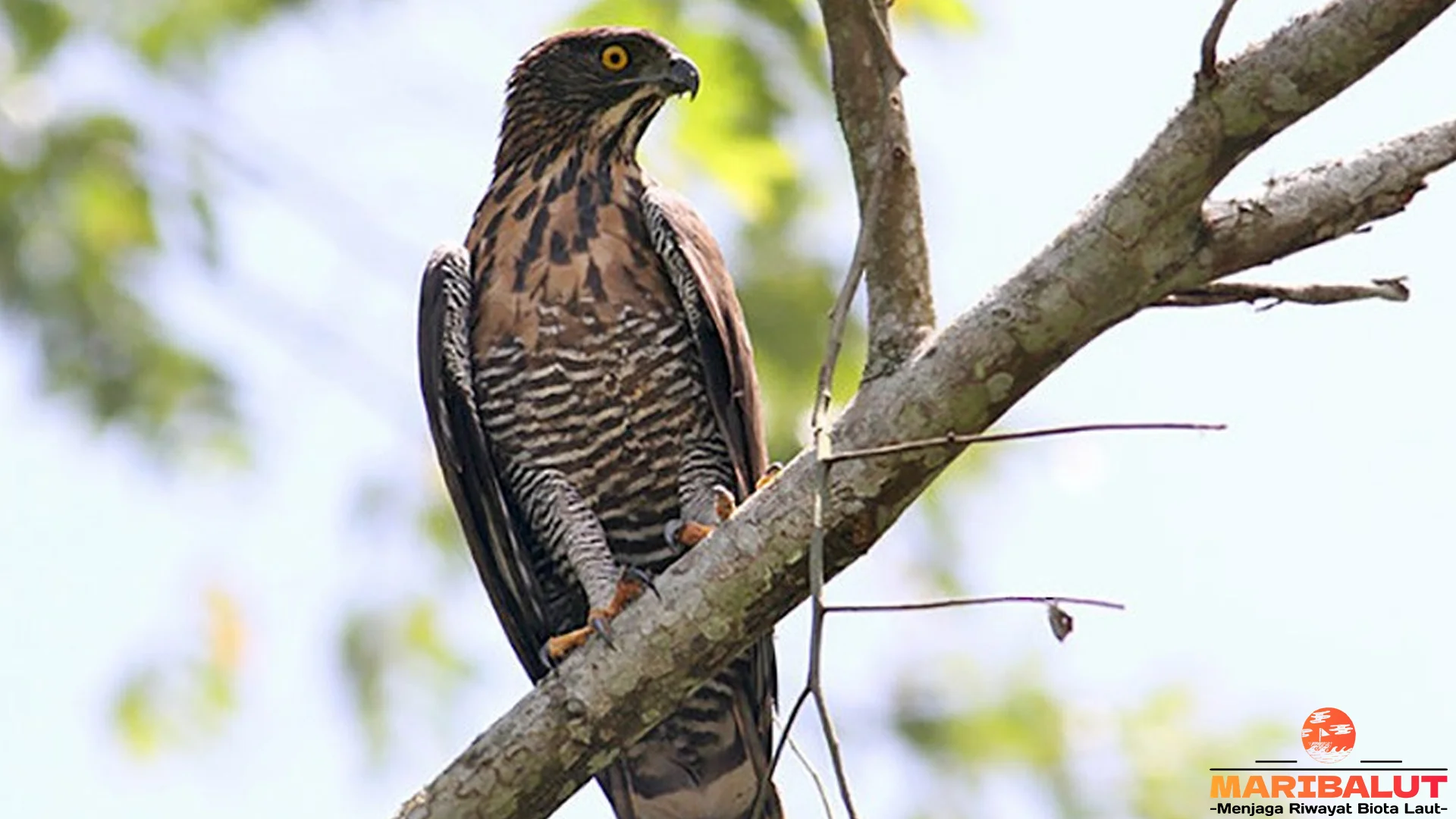 Evolusi 4 Warna Bulu Elang Sulawesi yang Bikin Netizen Heboh