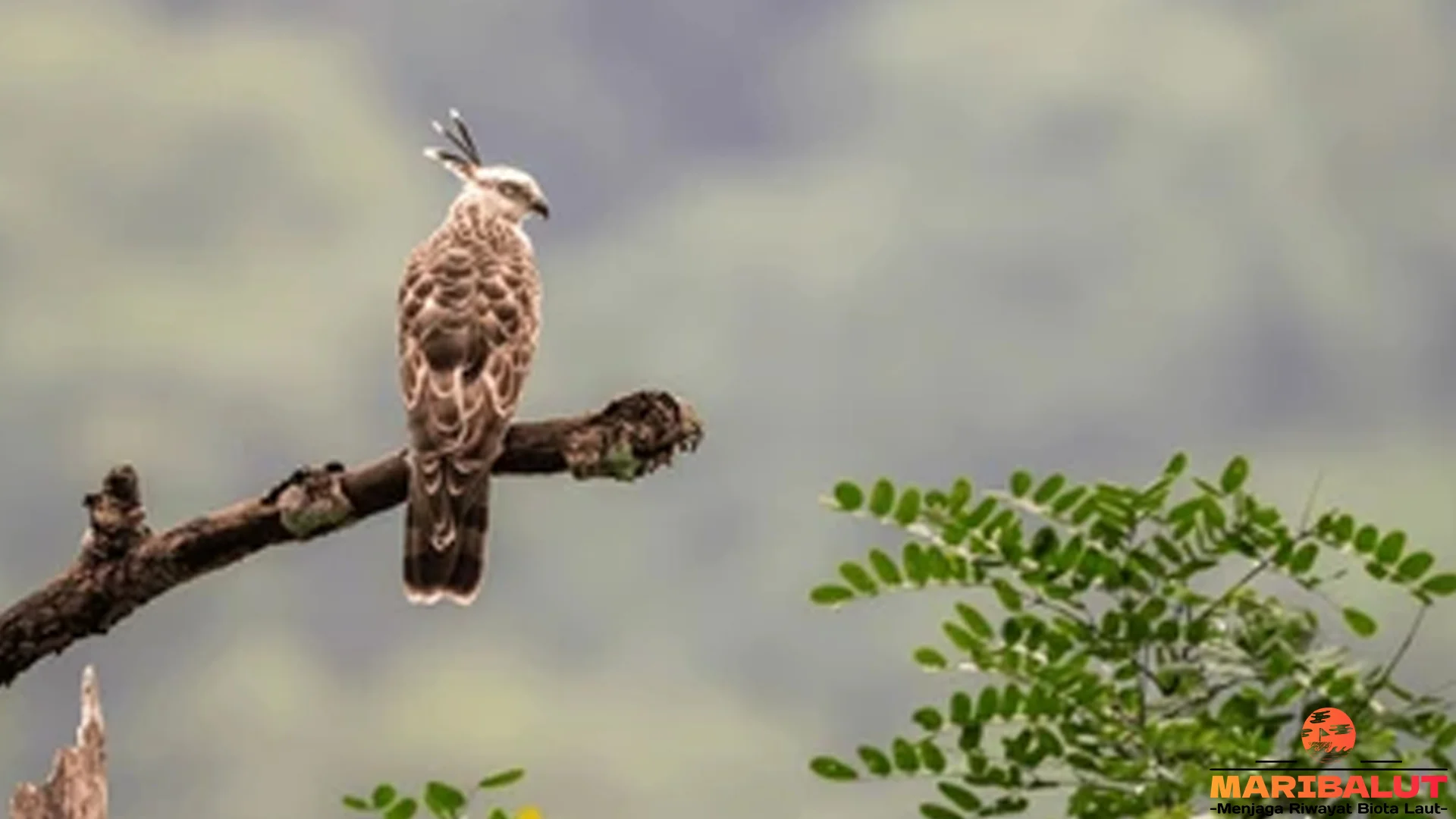 Owaki Jerdon Punya 5 Variasi Subspesies yang Unik Banget