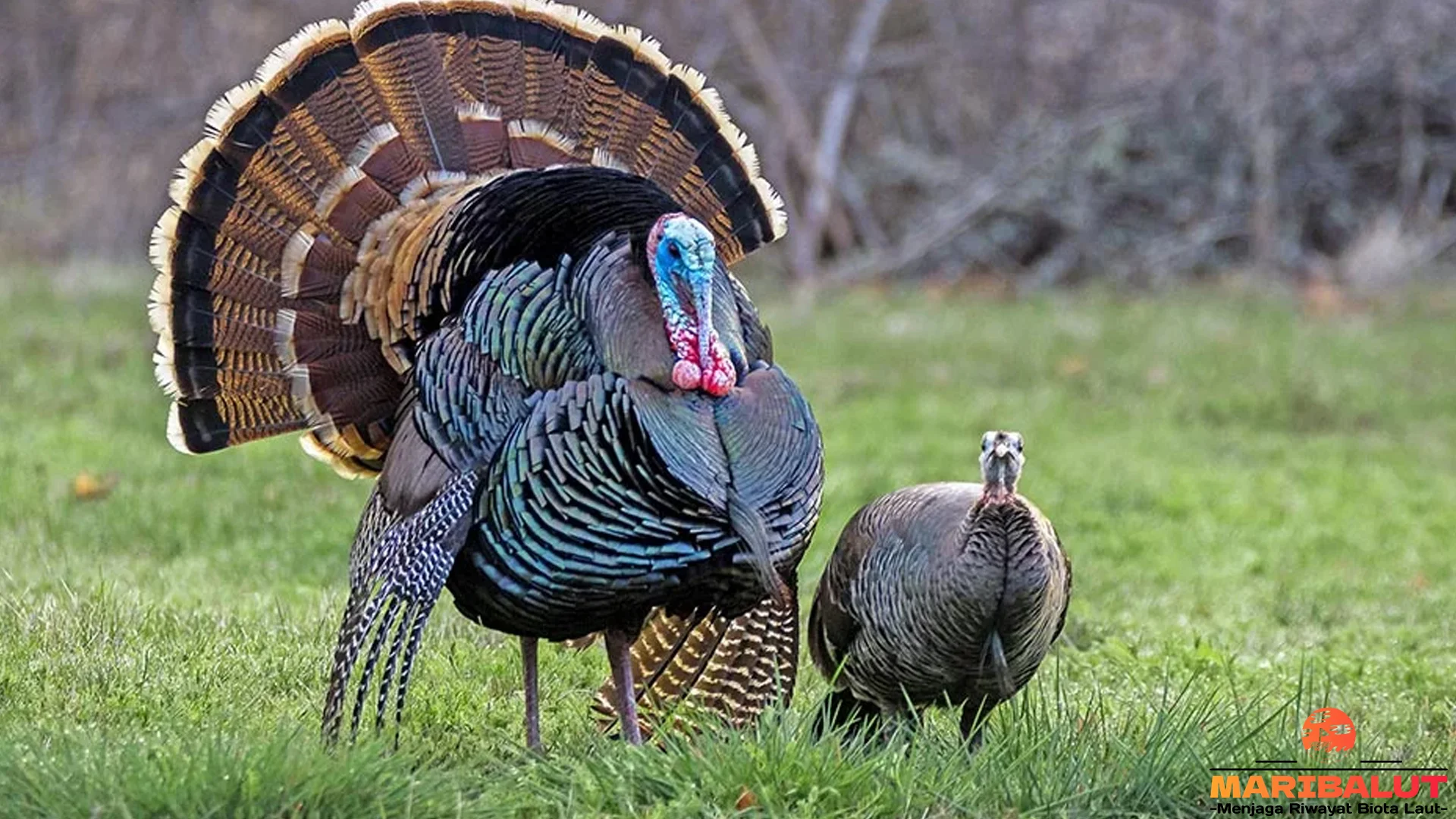 Pavo Raja Burung, 4 Ciri Khas yang Bikin Kamu Terpesona 2 Pavo Raja Burung, 4 Ciri Khas yang Bikin Kamu Terpesona