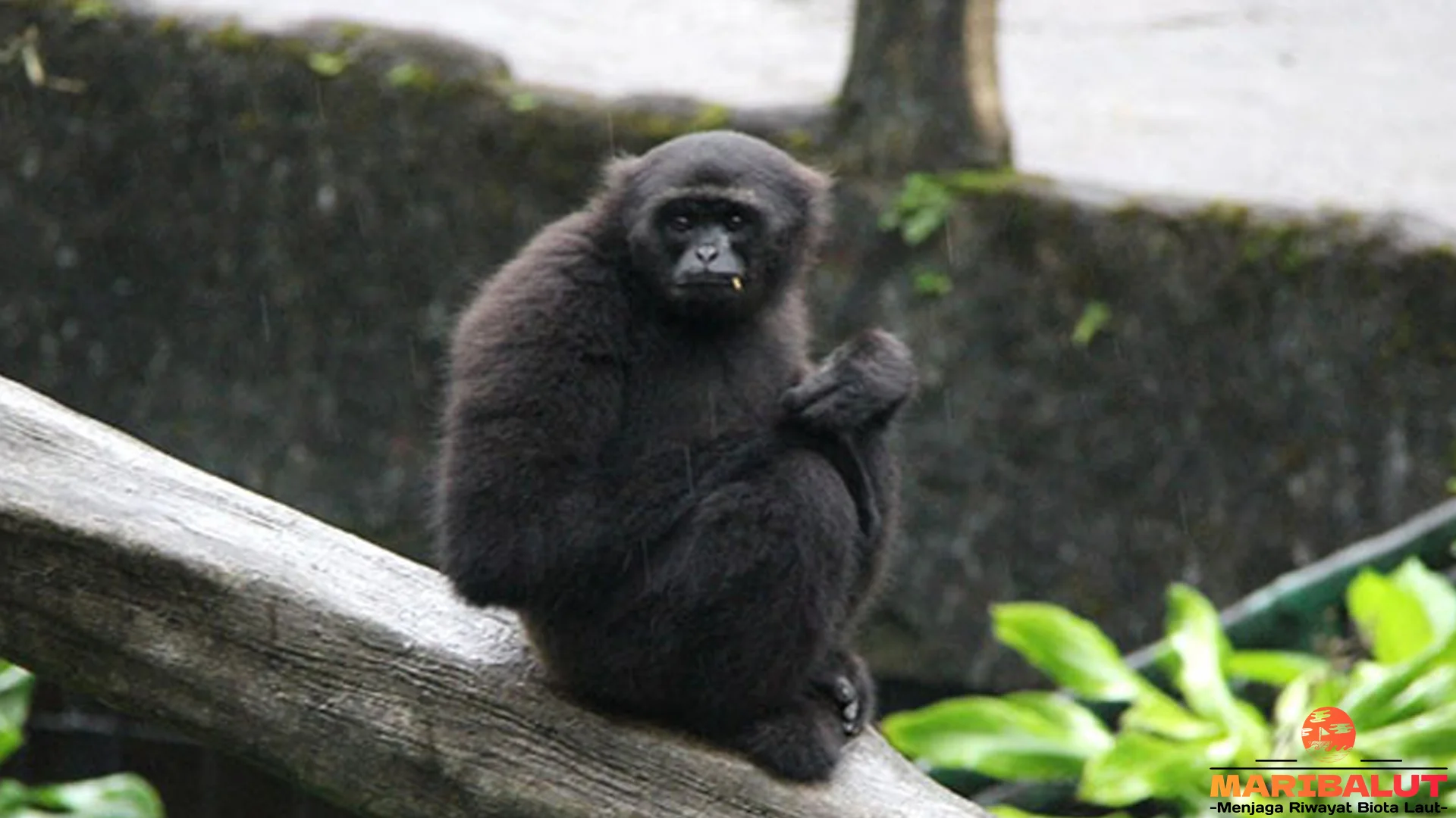 Adaptasi Owa Bilau Terlihat Dalam 4 Cara Bertahan di Hutan Tropis