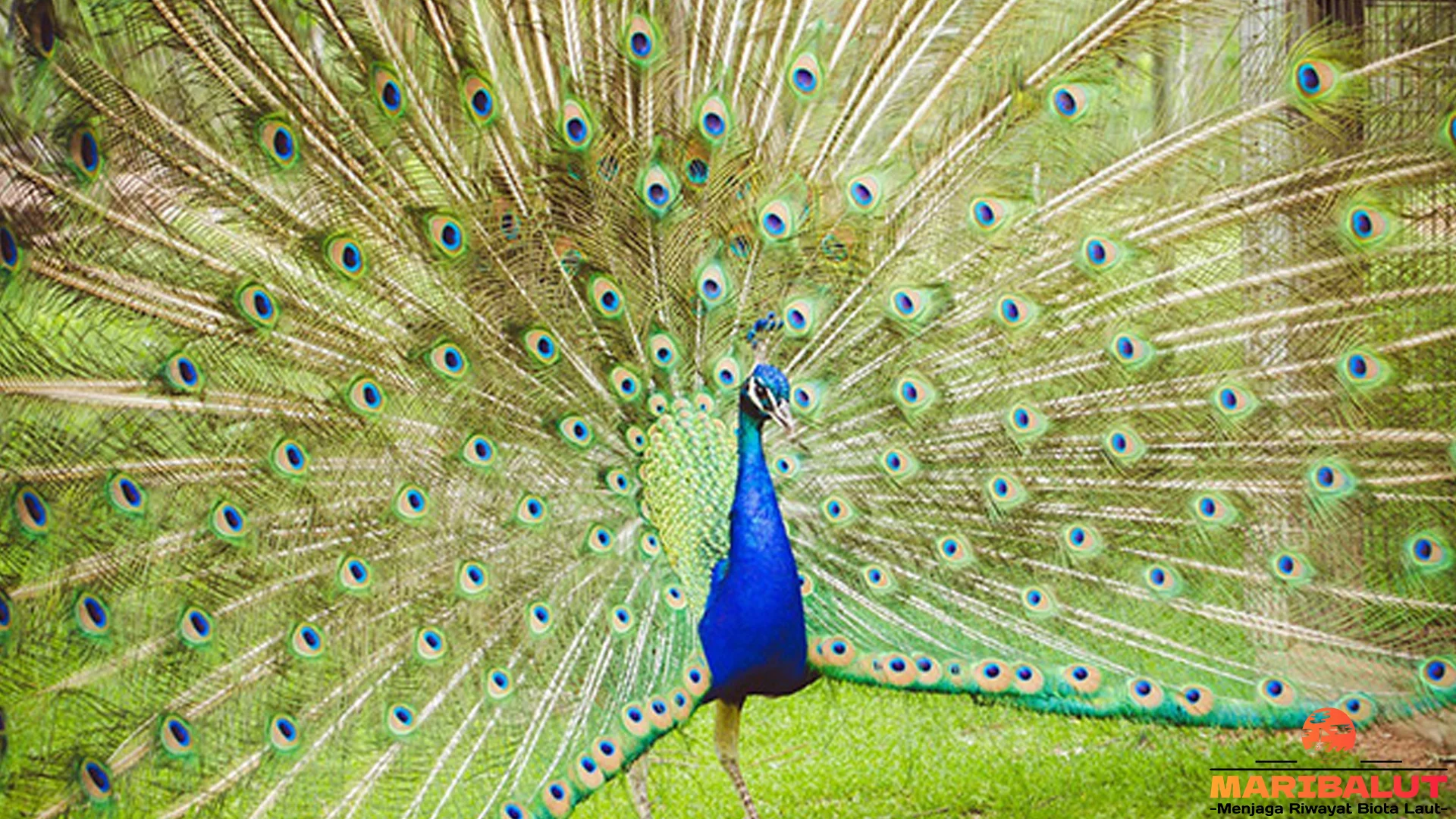 Menelusuri Merak Hijau dengan 5 Fakta Edukatif untuk Pecinta Satwa