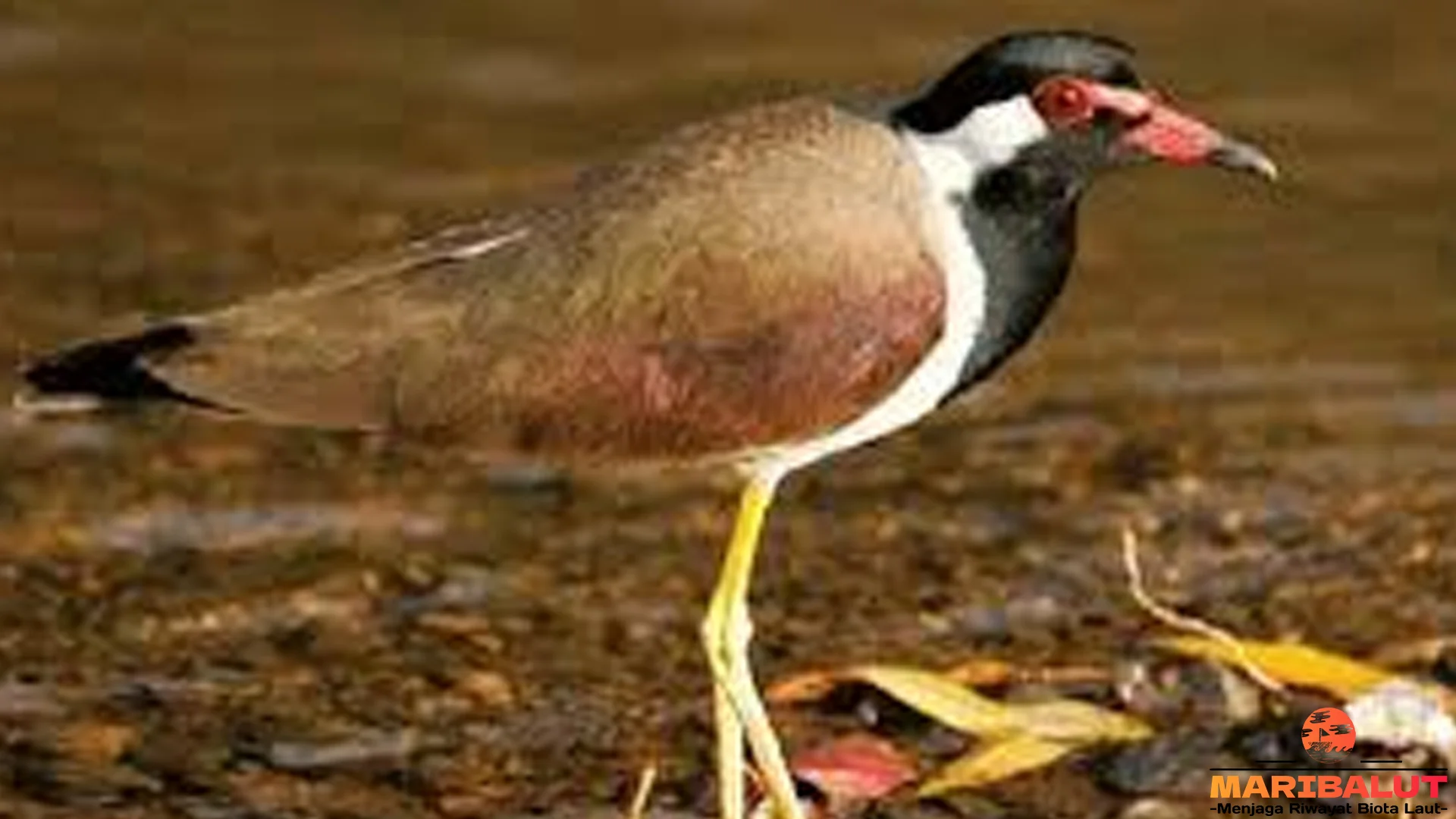 Trulek Jawa Endemik 5 Gunung Jawa Hadapi Deforestasi Parah