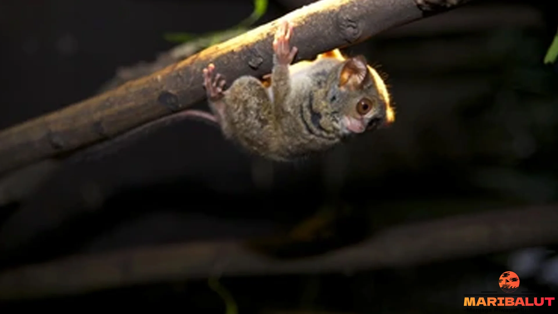 Hewan Tarsius Dian, 5 Fakta Menarik Yang Bikin Peneliti Kagum
