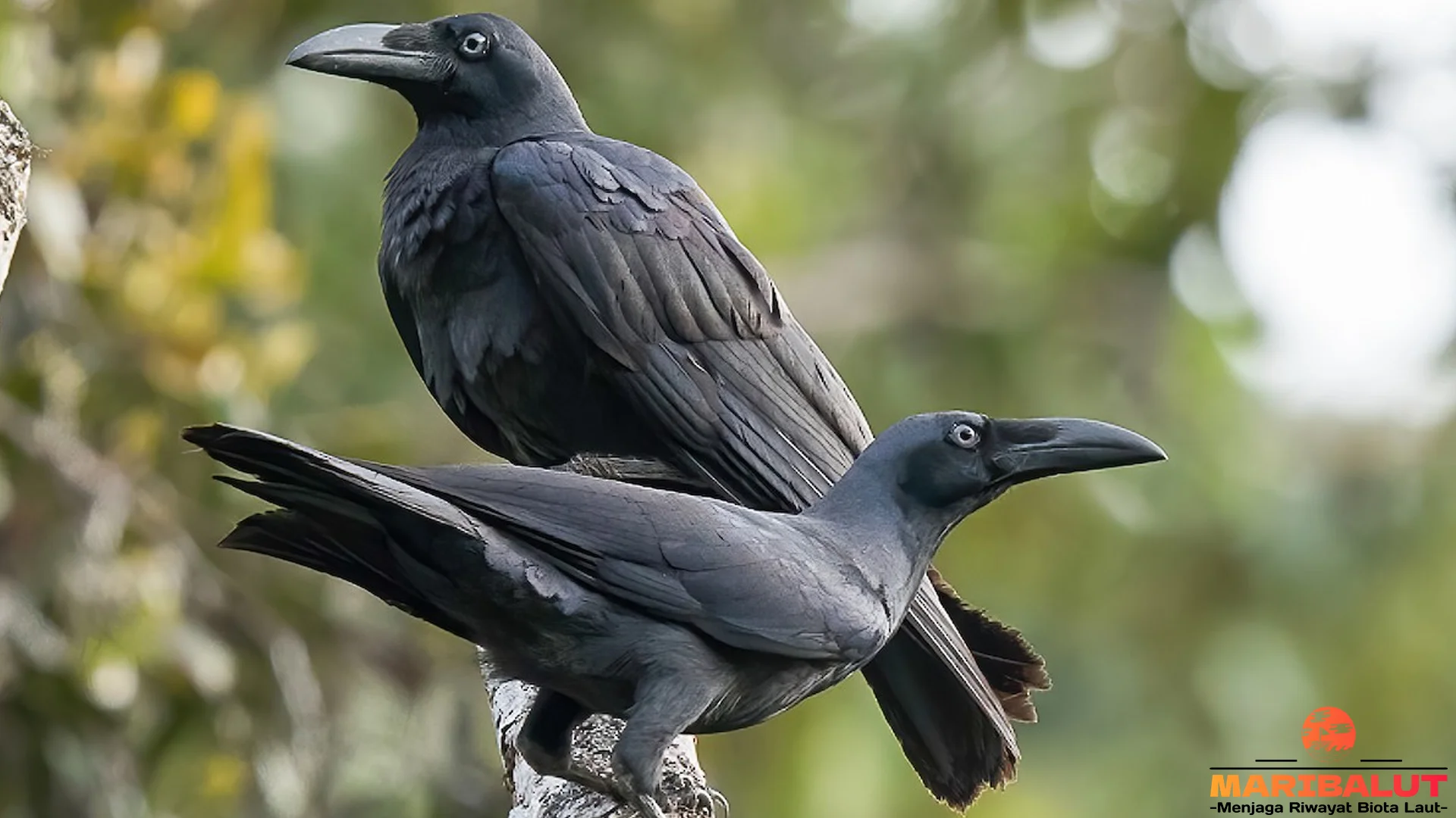 Gagak Halmahera, 4 Perilaku Unik Yang Menarik Untuk Diamati