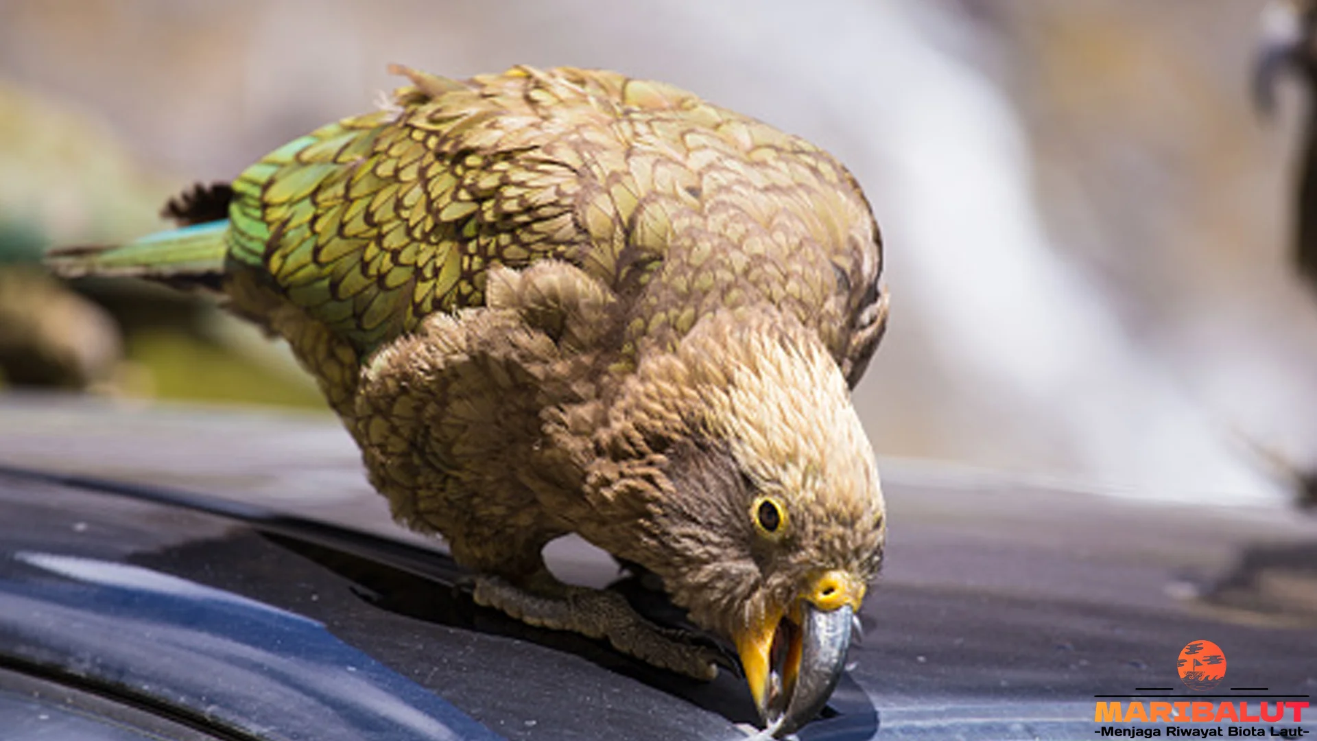 Beo Selandia Baru Sajikan 4 Keunikan Tingkah Laku yang Mempesona